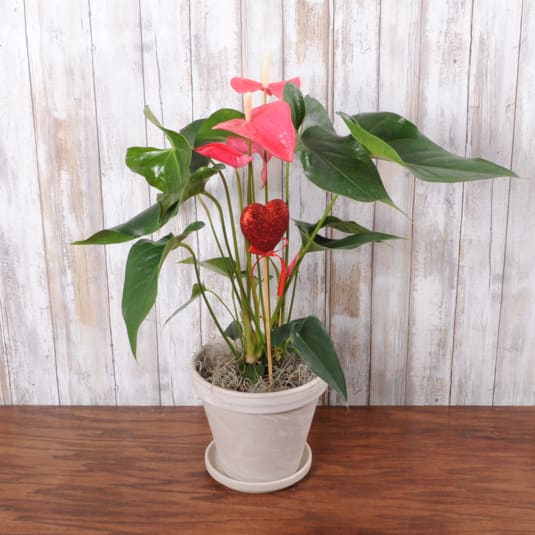 Anthurium Plant - Adorable heart shaped anthurium plant in a terra cota pot.  