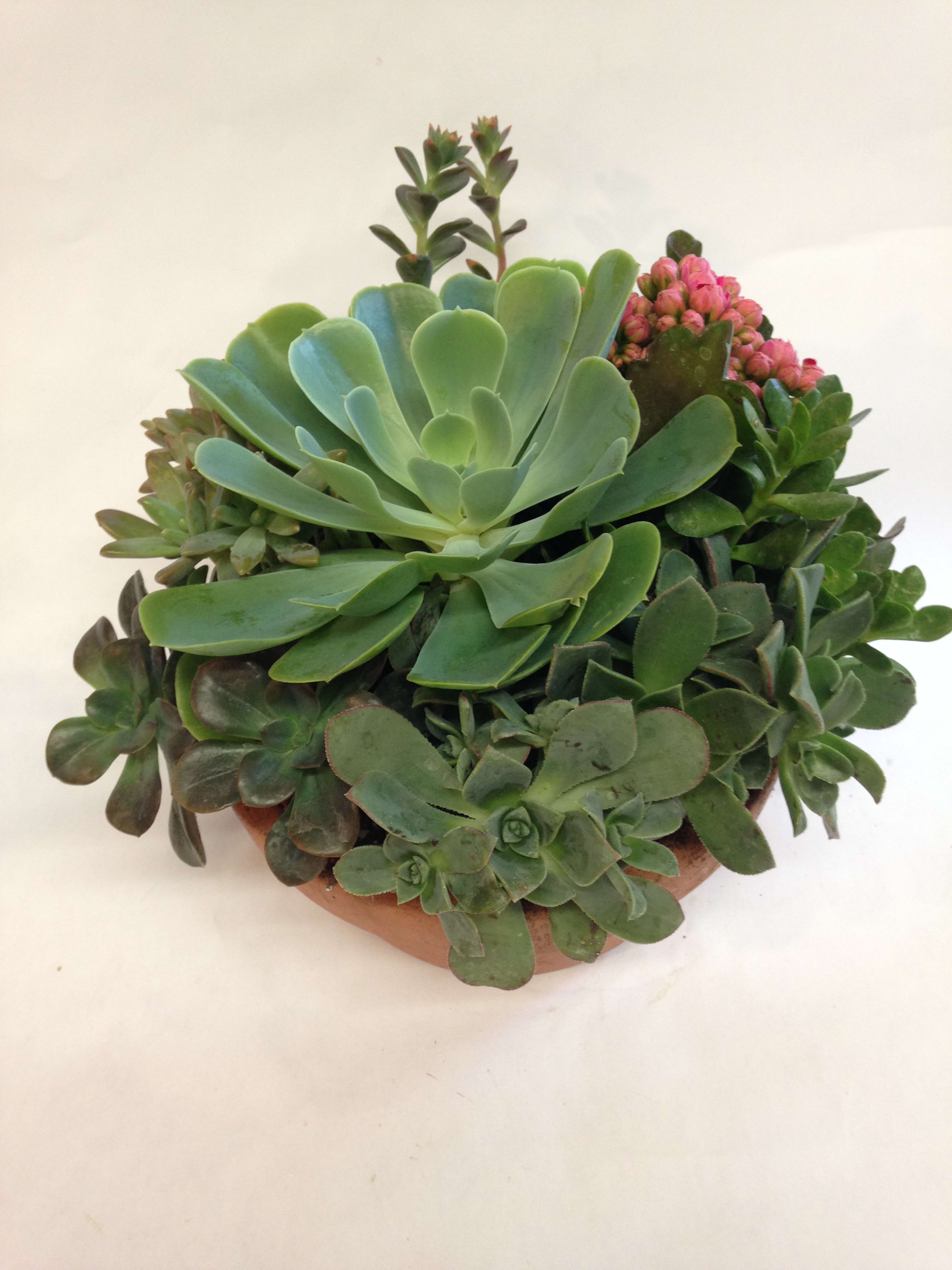 Succulent Garden  (LONG LASTING) - This array of succulents come in a variety of different shapes and sizes, all nestled together to form a beautiful garden arrangement.  Terra-cotta pot included.  This garden measures approximately 9" across. Featured arrangement: $55.00 (Regular Price)