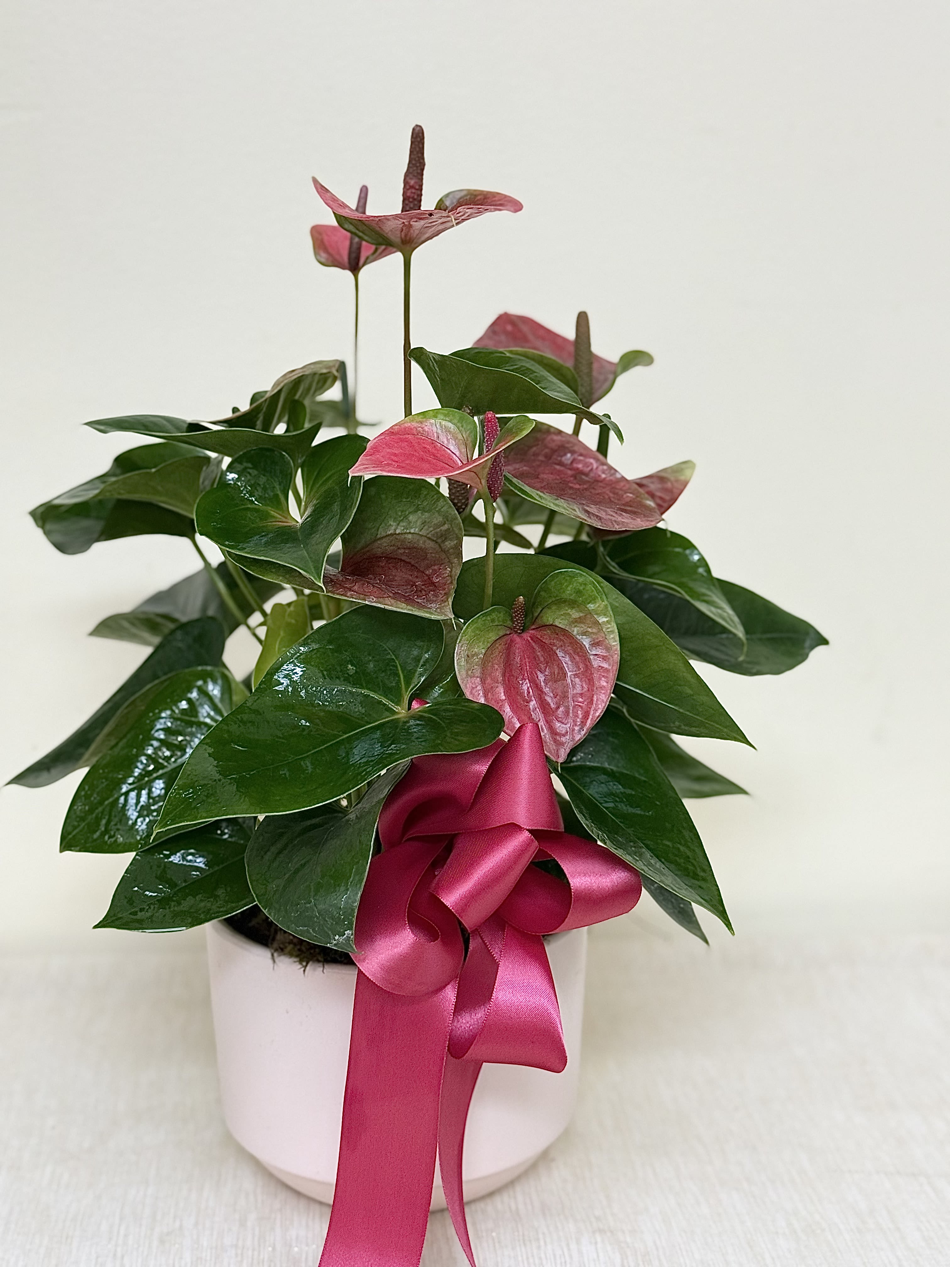 Anthurium Plant - A long-lasting distinctive tropical plant, perfect gift for the plant lover and can be paired with one of our special gifts.