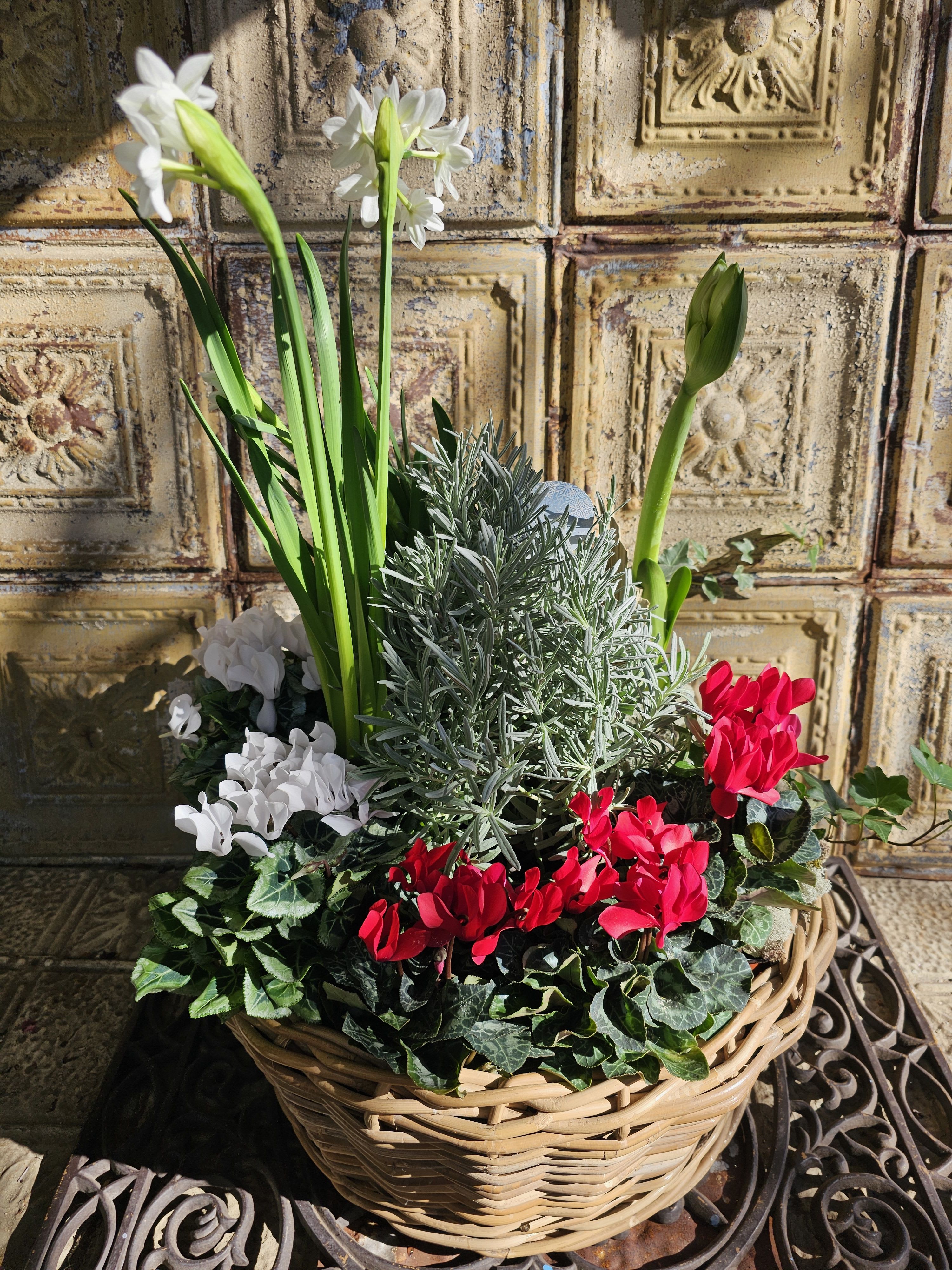 Daphne du Maurier - Fragrant paperwhites and striking amaryllis pair beautifully with lavender and cyclamen for a look that feels poetic, delicate, and quietly enchanting.