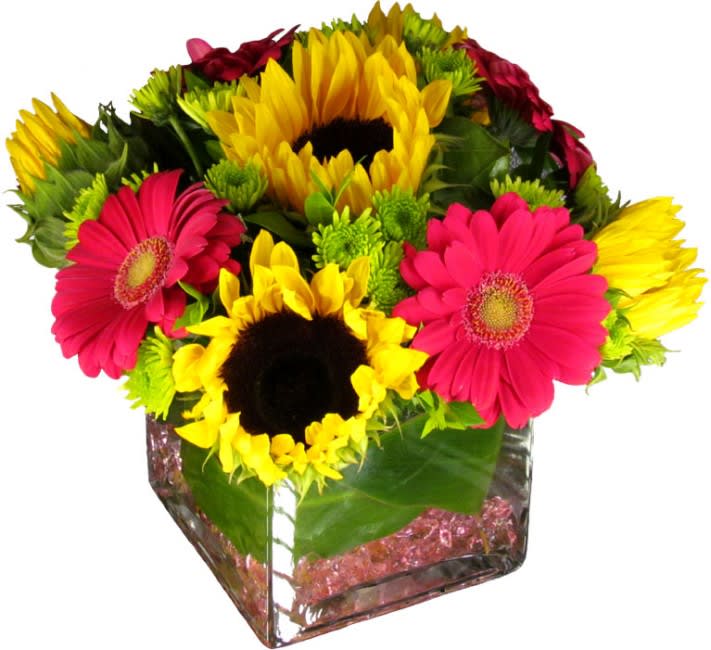 Bright and Cheery Cube - This floral arrangement certainly lives up to its name! Featuring gorgeous sunflowers, fabulously vivid gerbera daisies and some wonderful athos green chrysanthemums, this cheerful bouquet is sure to brighten anyone's day. To add even more fun flair, order the Deluxe or Premium version and our designers will also add spray roses! A superb choice as a "Get Well Soon" gift as this selection will add color and cheer to any space, whether it's a hospital ward or a bedroom. Standard size is approximately 8in (W) x 8in (H). Deluxe and Premium versions feature more blooms and larger glass cube vases.  Standard - 5 Sunflowers, 4 Gerberas, Athos Green Mums &amp; Fresh Garden Greens - 5" Cube Vase  Deluxe - 5 Sunflowers, 4 Gerberas, 5 Spray Roses, Athos Green Mums &amp; Fresh Garden Greens - 6" Cube Vase  Premium - 10 Sunflowers, 8 Gerberas, 10 Spray Roses, Athos Green Mums &amp; Fresh Garden Greens - 8" Cube Vase  Care Tips: Place your bouquet in a cool location. Don't put the arrangement in direct sunlight, near heating or cooling vents, in drafty places, directly under ceiling fans, or on top of televisions or radiators. Check water level daily, keep the vase filled with water. Change water every 2-3 days and apply a sharp fresh cut to the stems. This process will ensure extended flower's life span.