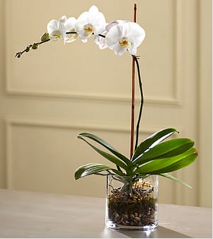 The FTD White Orchid Planter - Rare. Exquisite. Beautiful. This exotic orchid plant makes a loving way to honor a very special someone who has passed away. The graceful Phalaenopsis Orchid has been styled by an FTD artisan florist, placed in a simple glass cylinder planter garnished with river rocks.