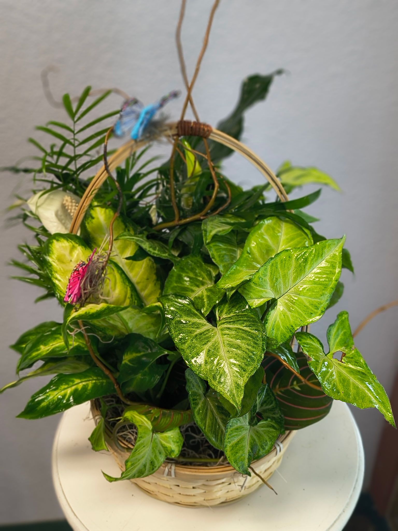 Dish Garden (Medium) - This medium dish garden features a variety of hearty indoor green plants combined in a natural basket with fresh pink floral accents and trimmed with a matching bow. Popular for almost any occasion and a thoughtful sympathy expression, too.