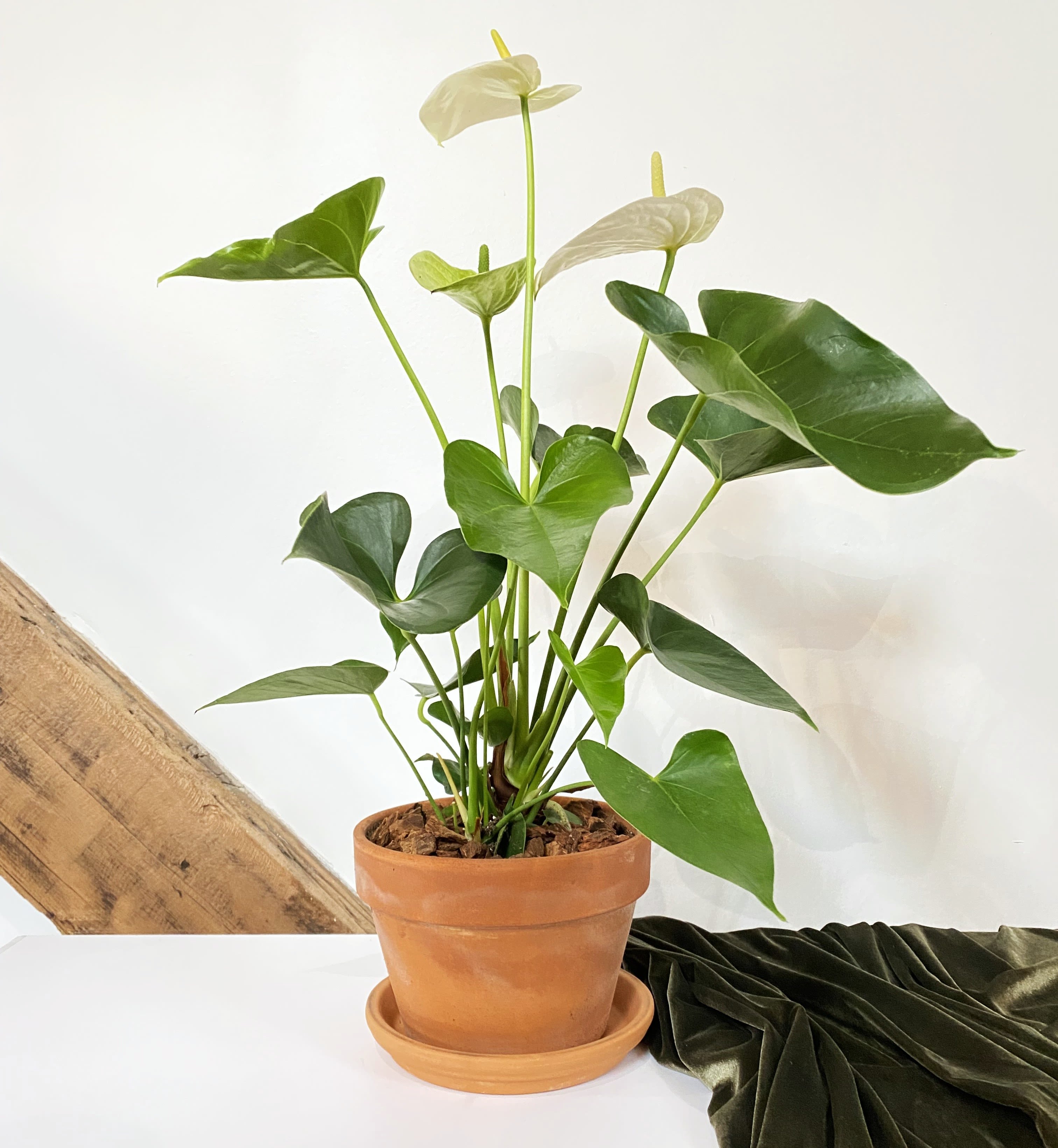 Anthurium - Easy to care for tropical house plant. Size is approximately 8" x 20"