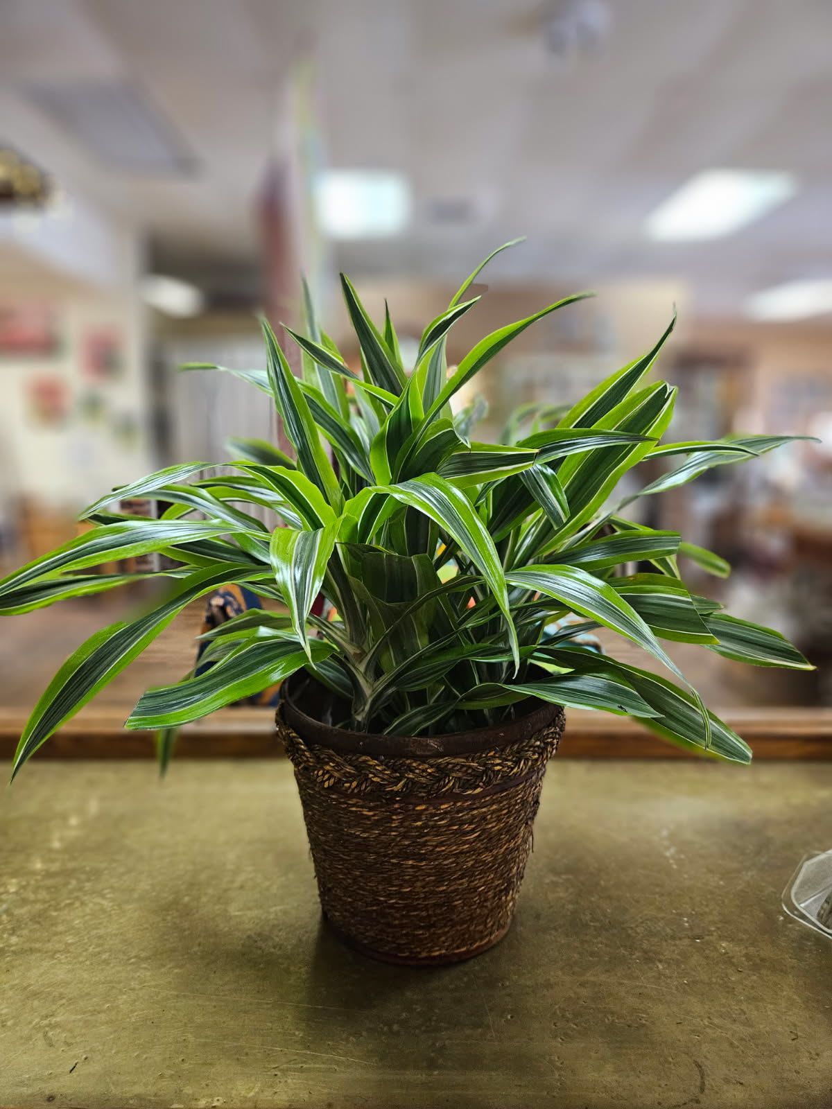 Dracaena Lemon Lime (6" Pot) - 6 inch dracaena lemon lime plant in wicker basket 