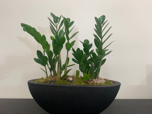 ZZ Plant - Easy to care for.