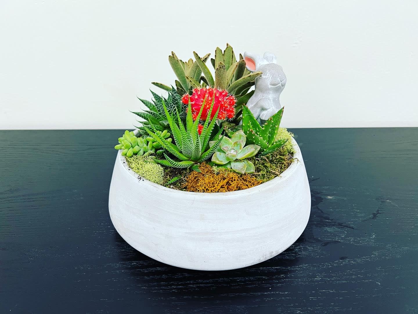 Bunny of Succulent - Succulents