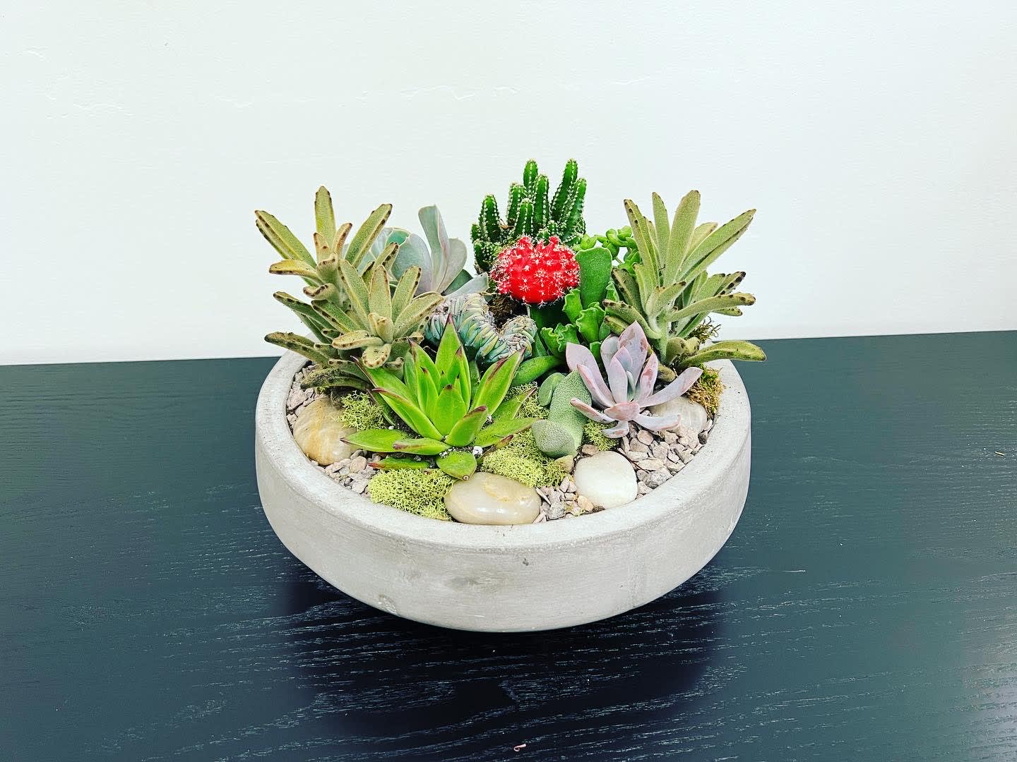 Desert Succulent - Succulent