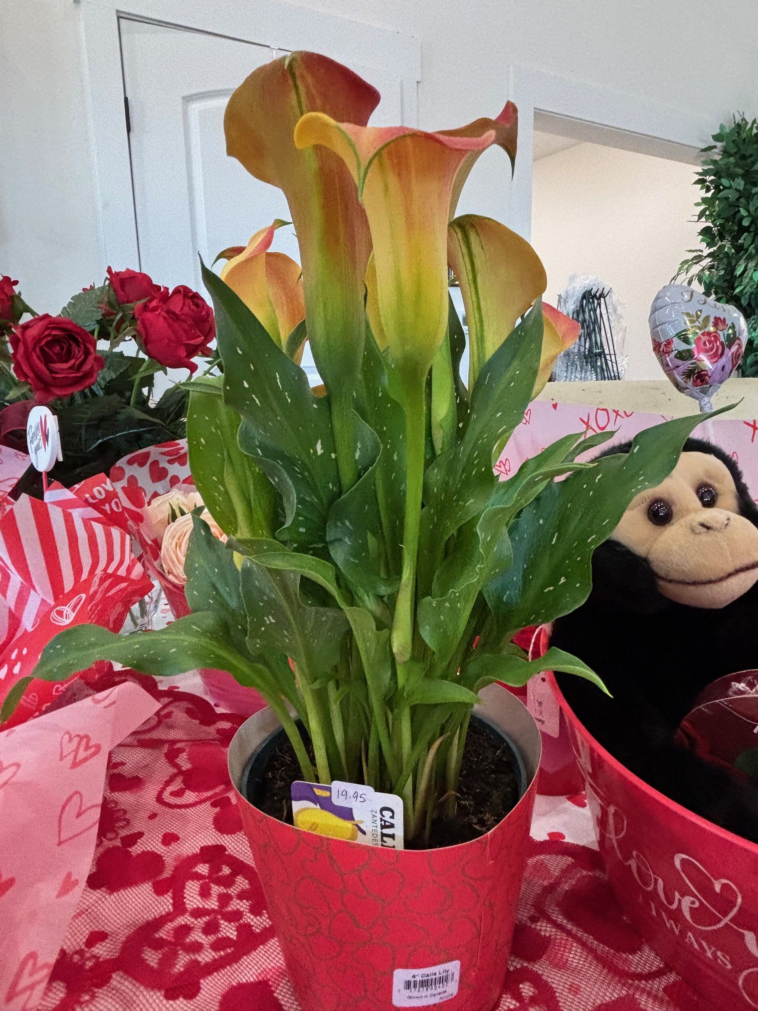 Golden Sunrise Calla Lily - A vibrant live Calla lily plant featuring yellow blooms with warm orange tips, beautifully potted for a bright and cheerful gift.