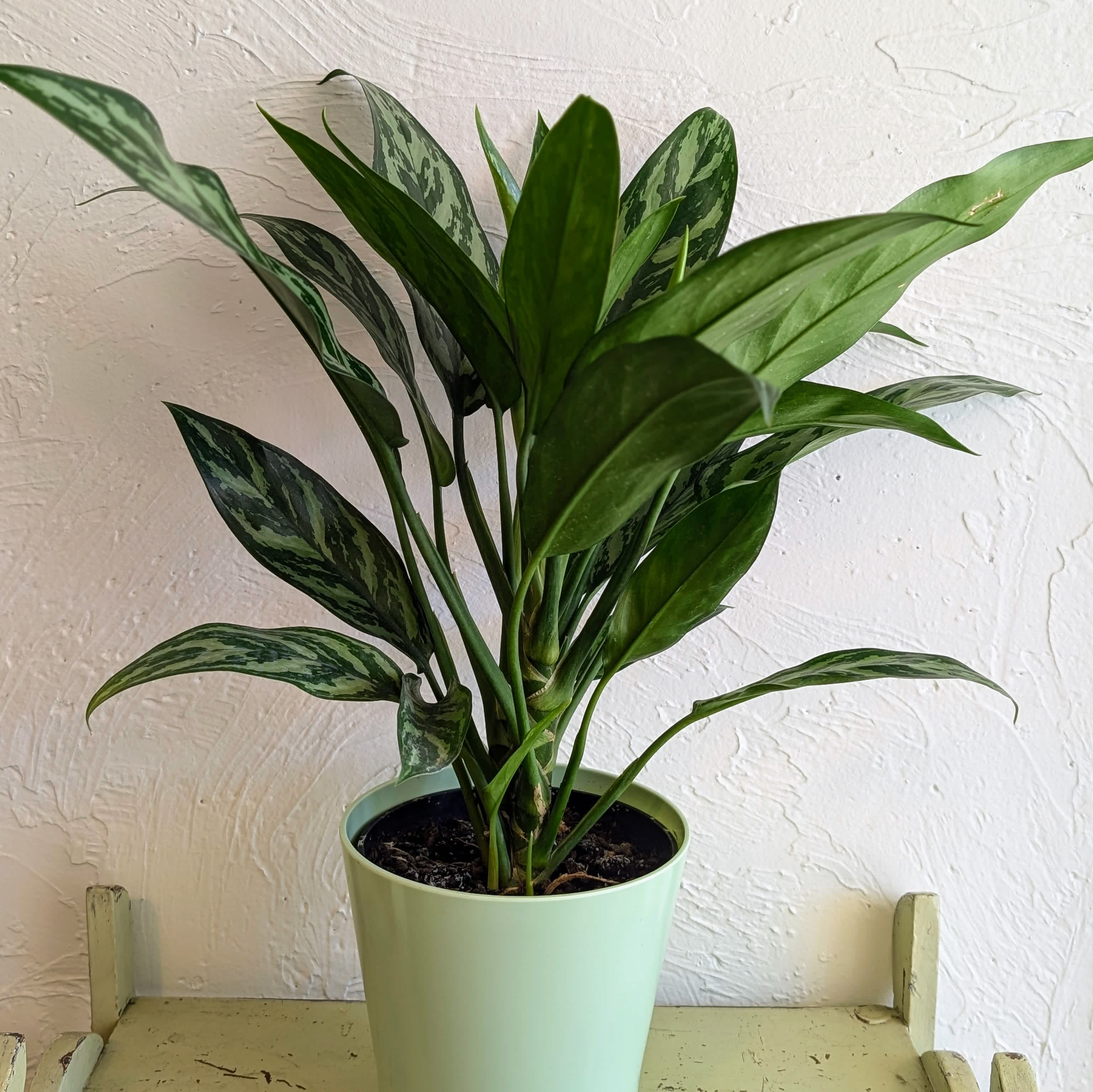 Aglaonema Silver Bay - Meet the Aglaonema Silver Bay, a striking plant known for its beautiful silver-green leaves edged with darker green. This low-maintenance plant thrives in low to medium light conditions, making it perfect for brightening up indoor spaces with its tropical charm. With its air-purifying qualities and easy-care nature, the Aglaonema Silver Bay is an ideal choice for both homes and offices.