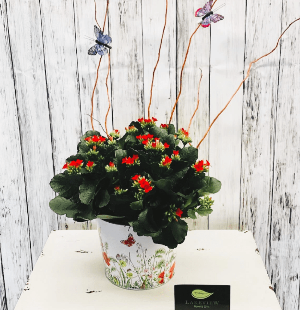 Butterfly - A beautiful kalanchoe plant is presented in a wildflower container with butterflies. Our designer's will select the best and most beautiful color available on your delivery day!