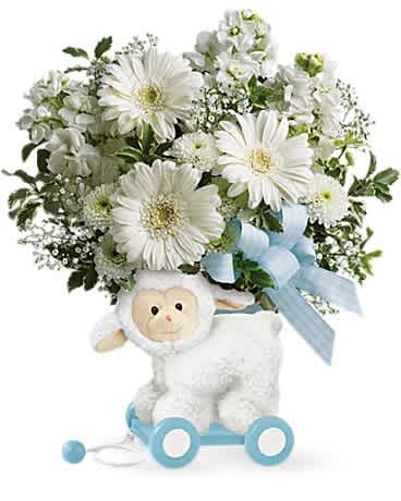 Teleflora's Sweet Little Lamb - Baby Blue - This little lamb can't wait to deliver your best wishes to the happy new family! Crafted of wood and covered in soft plush, it's a sweet decorative display piece for the baby's nursery that also delivers a dreamy bouquet of gerbera daisies and stock to the new parents. Celebrate a new arrival with this arrangement of white gerbera daisies, stock, button spray chrysanthemums and pitta negra. Delivered in a Sweet Little Lamb keepsake.