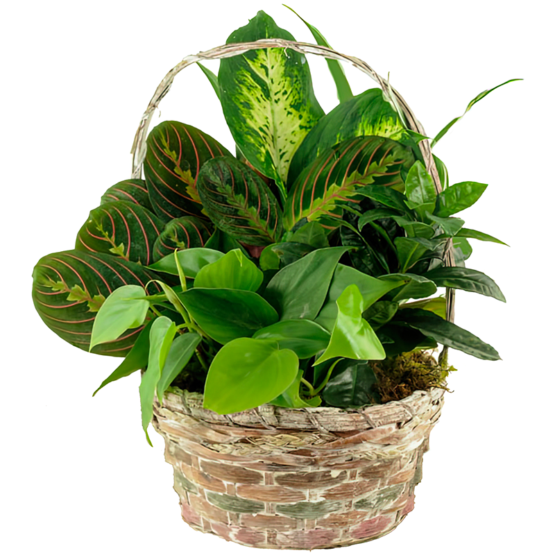 8" Dish Garden Basket - Fresh, full, and naturally inviting, this 8" dish garden basket features a lush mix of green plants arranged in a woven handled basket. The layered foliage and varied textures create a balanced, vibrant look, while the basket adds warmth and a classic, gift-ready feel.  Perfect for sympathy expressions, get-well wishes, thank-you gifts, or everyday décor, this dish garden offers lasting beauty with minimal care. Its versatile size and natural presentation make it a wonderful choice for homes, offices, and shared spaces.