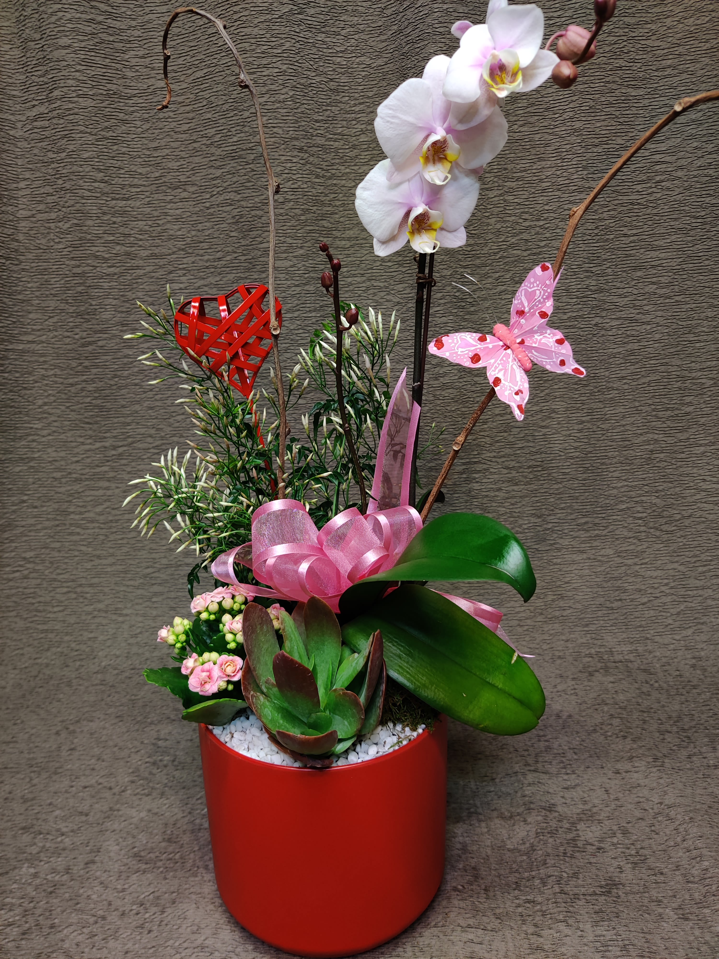 Valentine living Jasmine Orchid garden - Blooming plants and succulent. Plants may vary 