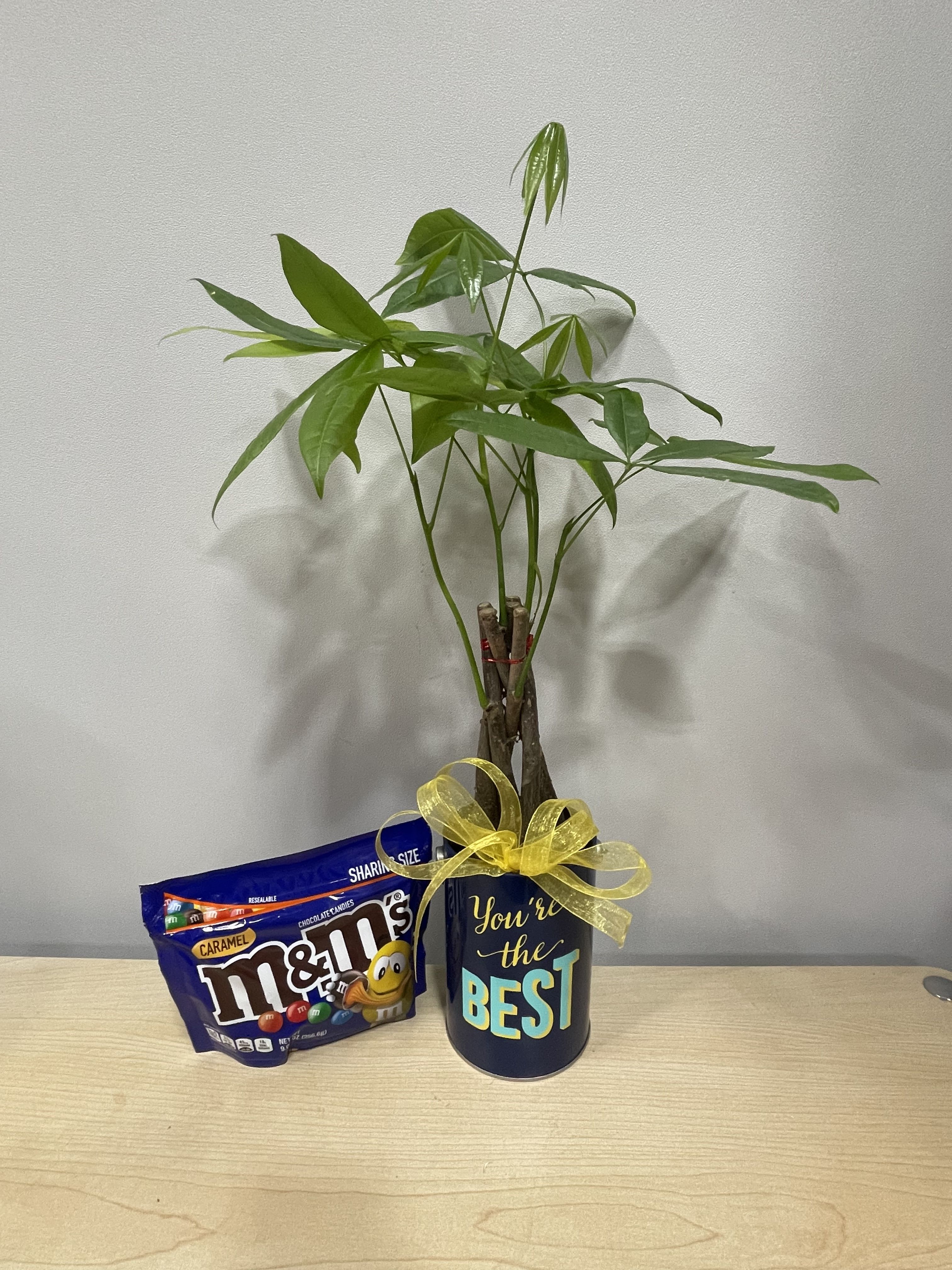 Best Money Tree &amp; MM’s - As shown 