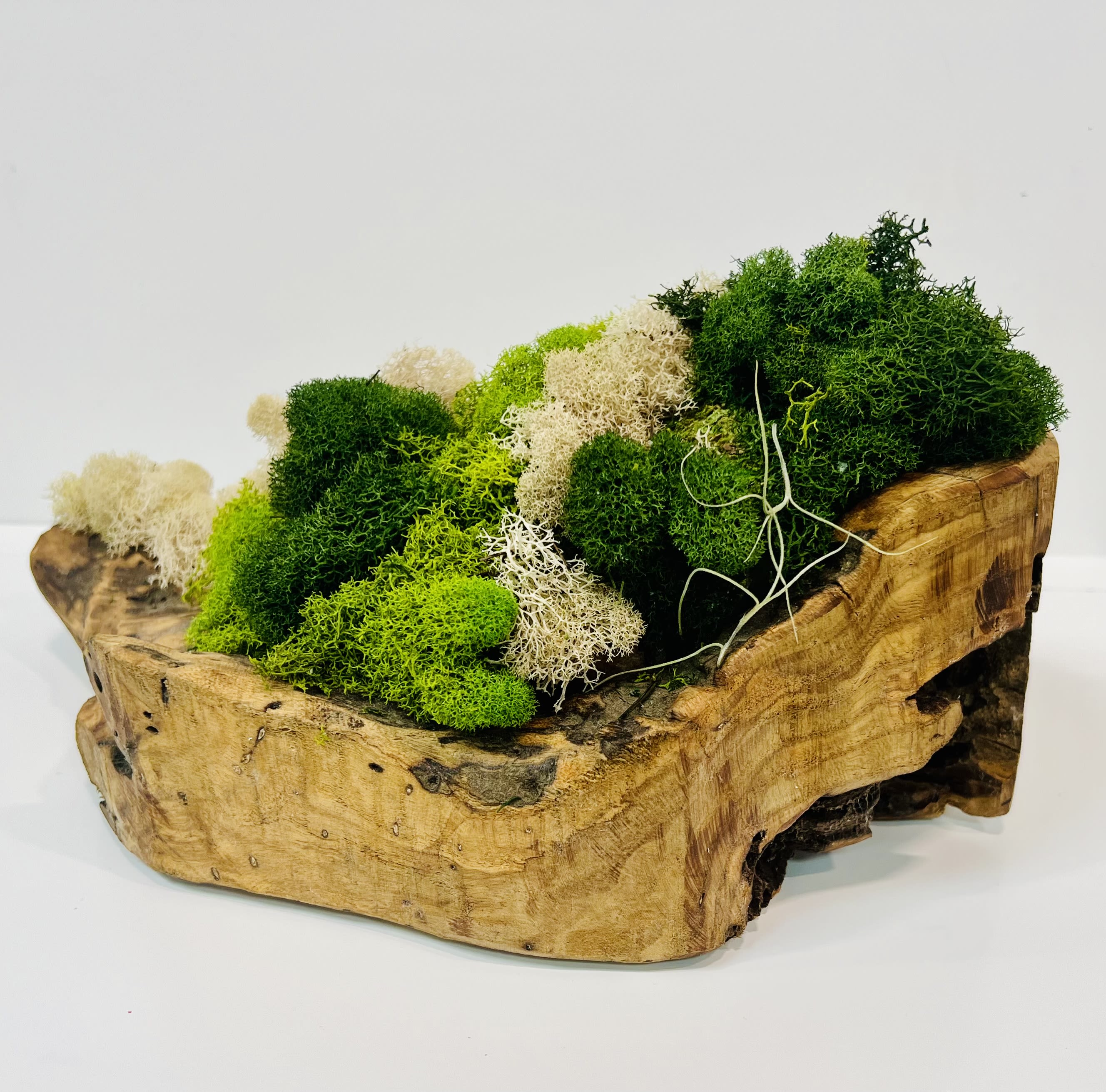 Moss In Natural Wood - Natural wood vessel 12”Lx6”Wx5”H Stunningly adorned with a variety of tinted moss. Color may fade slowly over years.