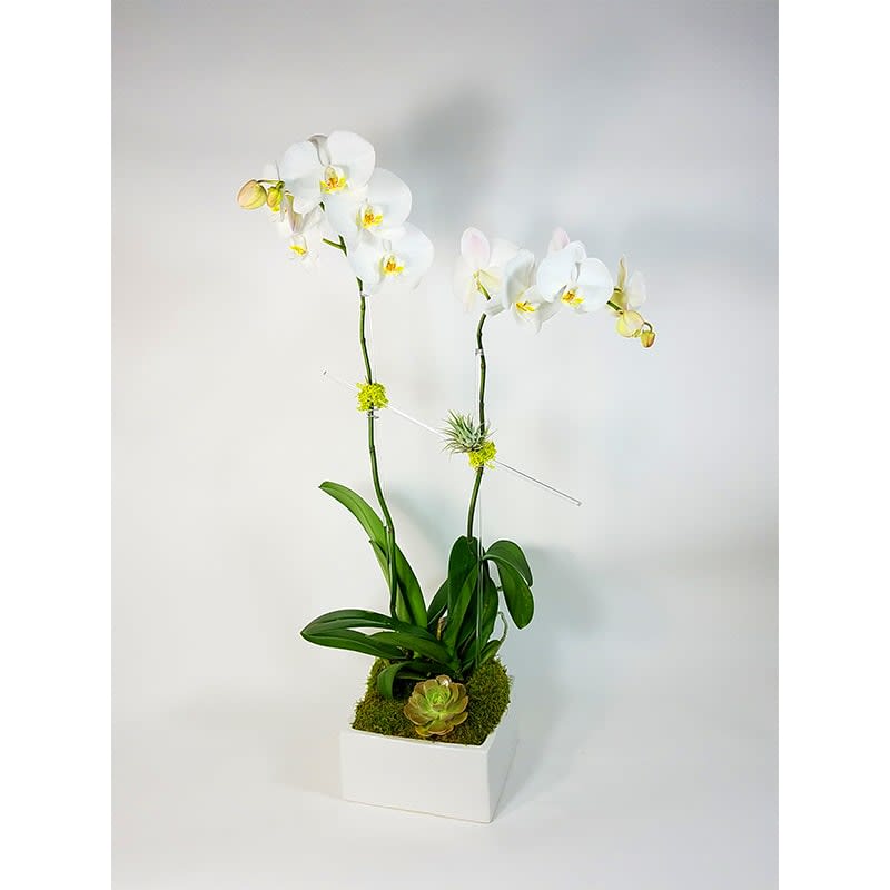 Double White Orchids - Two White Orchids in a Ceramic Vase with muss, bamboo, and plant accents. Purple Orchid Available.