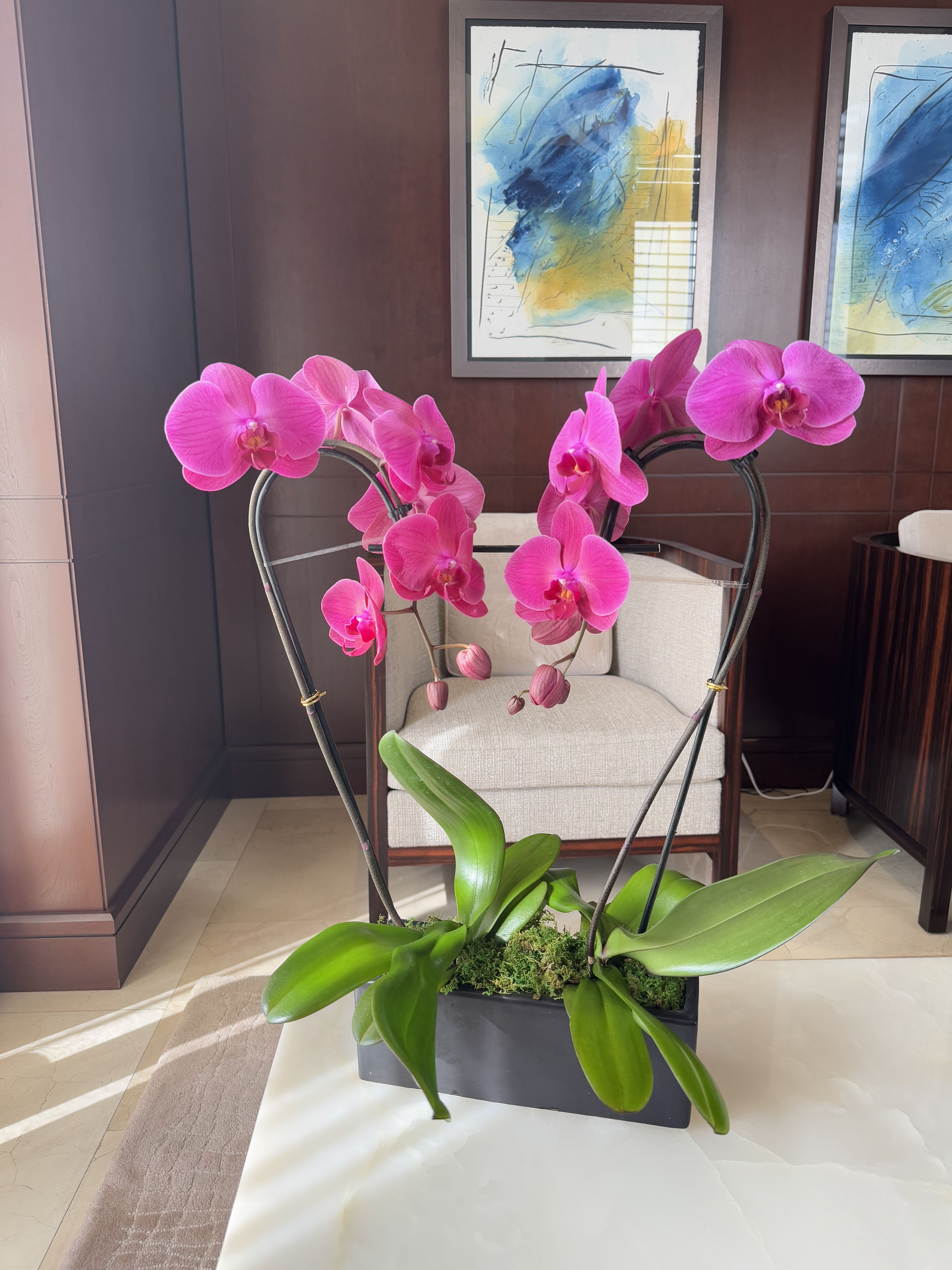 Heart Shape Orchids - Flower size, shape and color will vary depending on availability and blooming cycle.