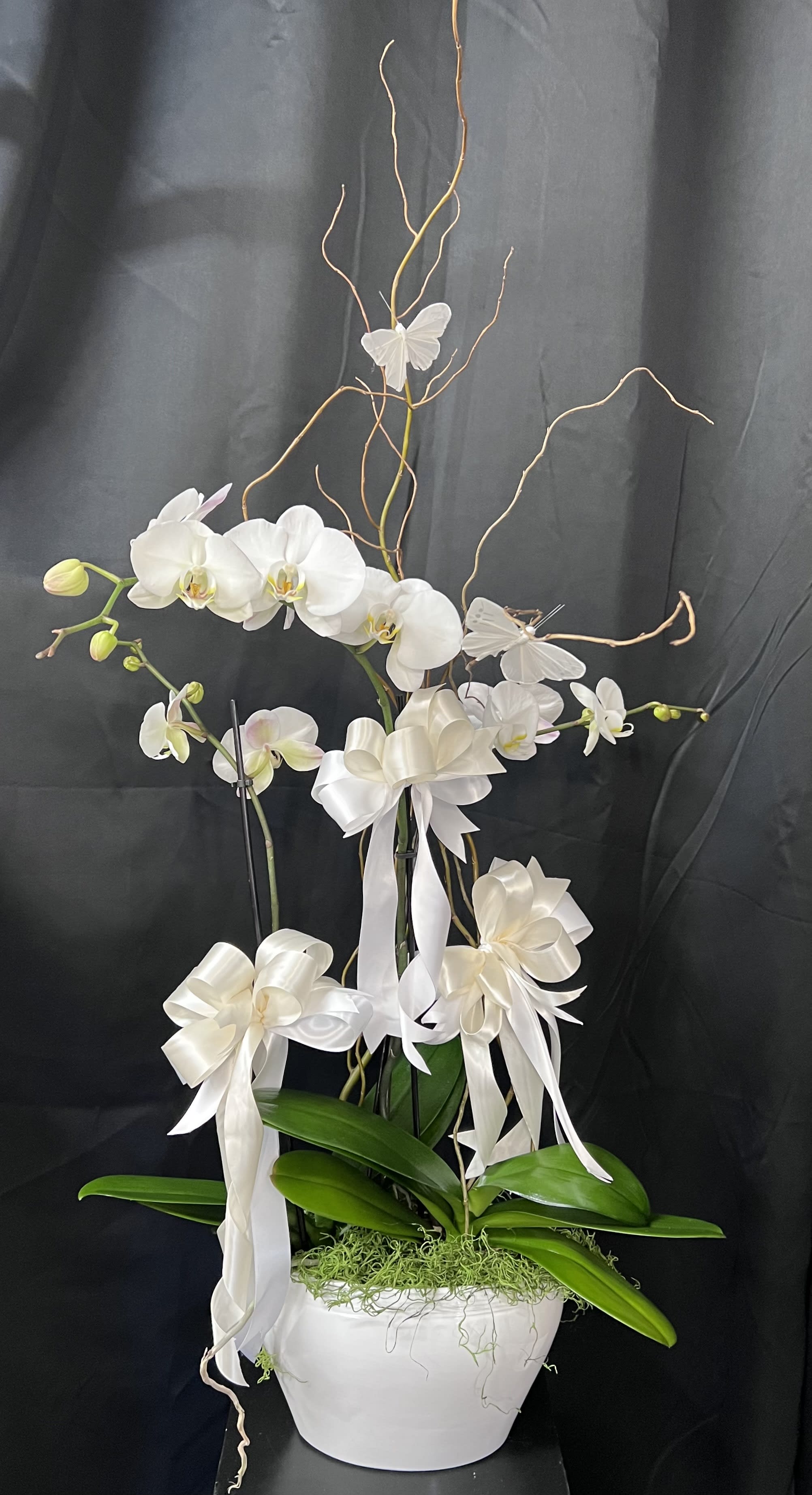 Opulent Orchids - Send Zen. A graceful grouping of 2 white double Phalaenopsis orchid plants potted in a white ceramic pot is an enchanting gift for any occasion. A white Phalaenopsis potted orchid plant is delivered with curly willow and butterflies to bring a little extra joy Orientation: All-Around  Pot May Vary.  If we are out of white orchids, color may vary.  We will call you if we need to substitute plant color or pot.