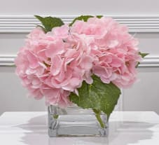 Pink Hydrangeas Bouquet - Pink Hydrangeas arranged in a square vase. Shade of pink may vary depending on availability.