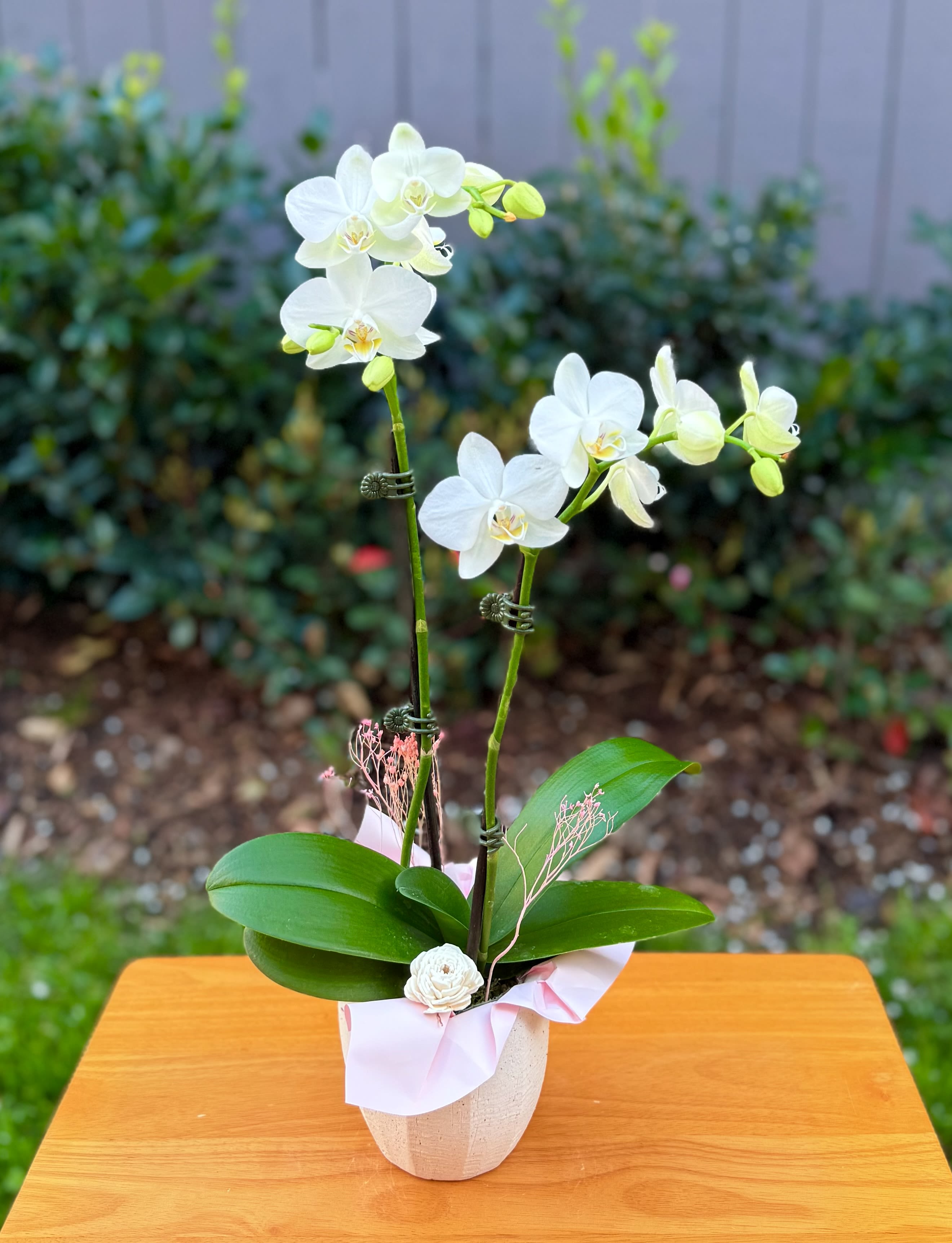 "Beautiful Elegance. " Orchid Plant  - Beautiful orchid flowers in soft white tones..it's accented with some dried and preserved florals. It includes a beautiful ceramic vase . Height of orchid plant is 19” approximately. Share joy with Flowers 