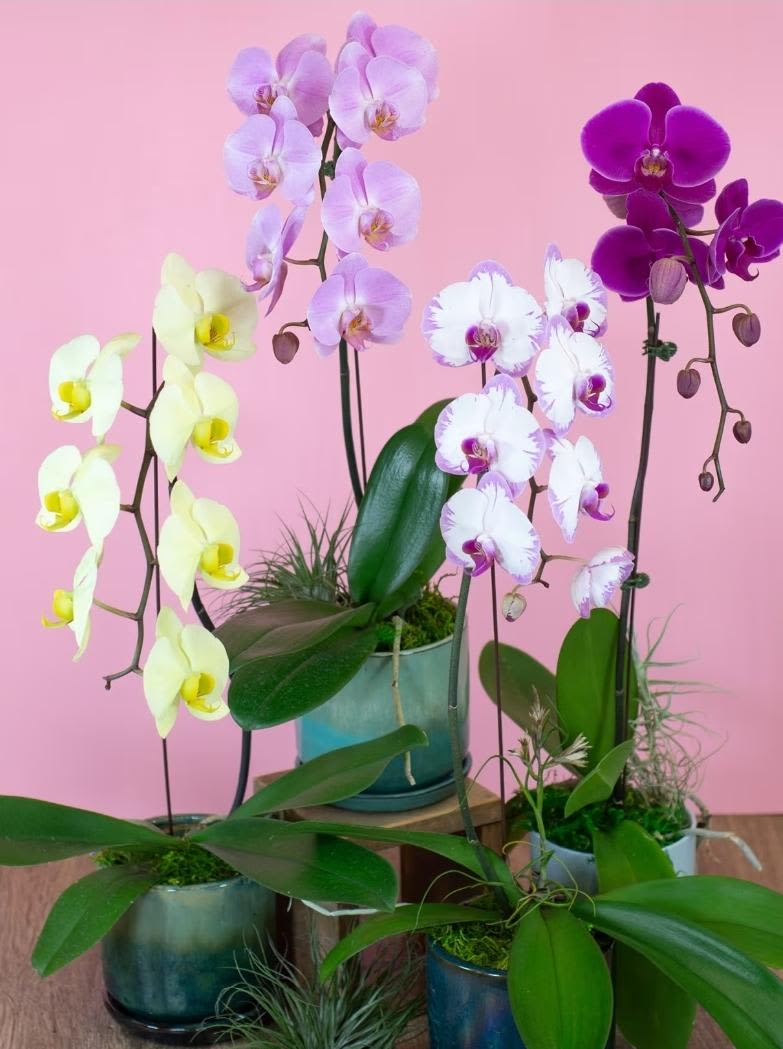 Orchid Plant - A beautiful and classic orchid. Perfect for all occasions, bring it as a housewarming gift, a birthday, or anything in-between.  ****Colors and container may vary.****