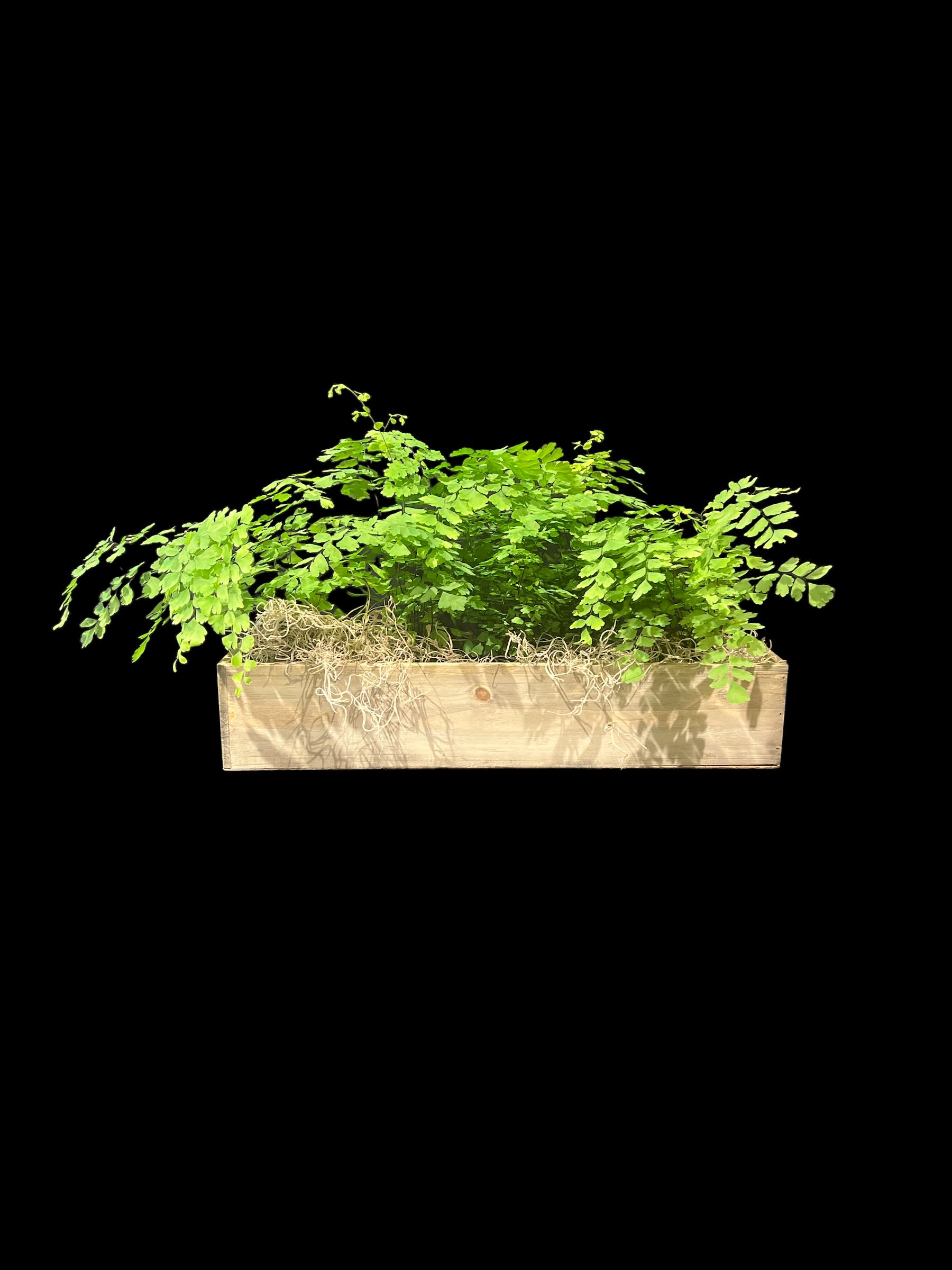 Fern Gully  - Fern Gully, a long narrow box filled with a variety of ferns accented with moss.  Approx 10" tal lx 6" wide x 24" long.  **containers and plant material vary