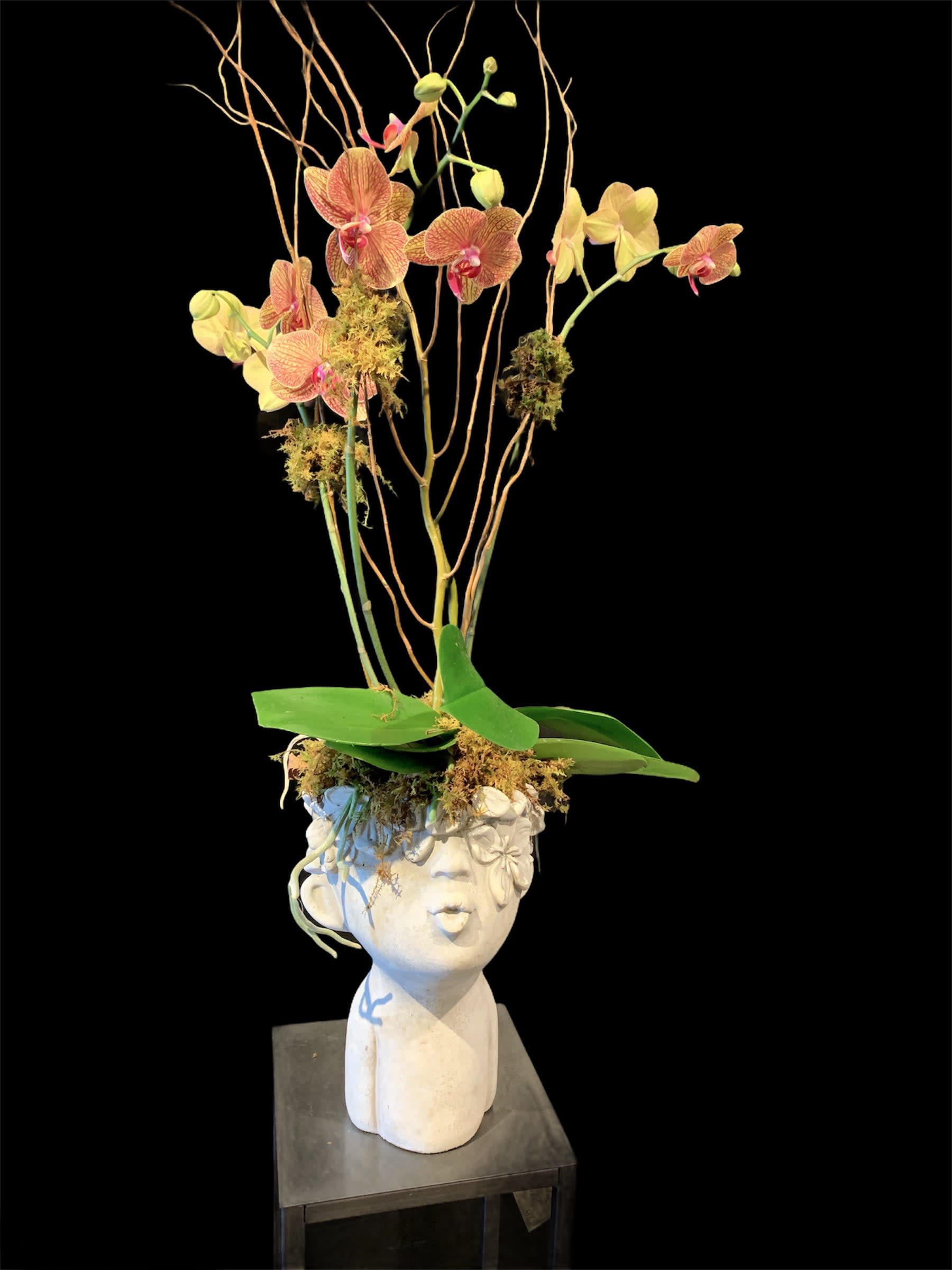 Love on the Brain/Orchid Plant - Vibrant orchid in distinctive face vase! ((Style of container AND colors of orchids vary))  Whimsical and definitely a keepsake container.   This is a rather tall gift as well 