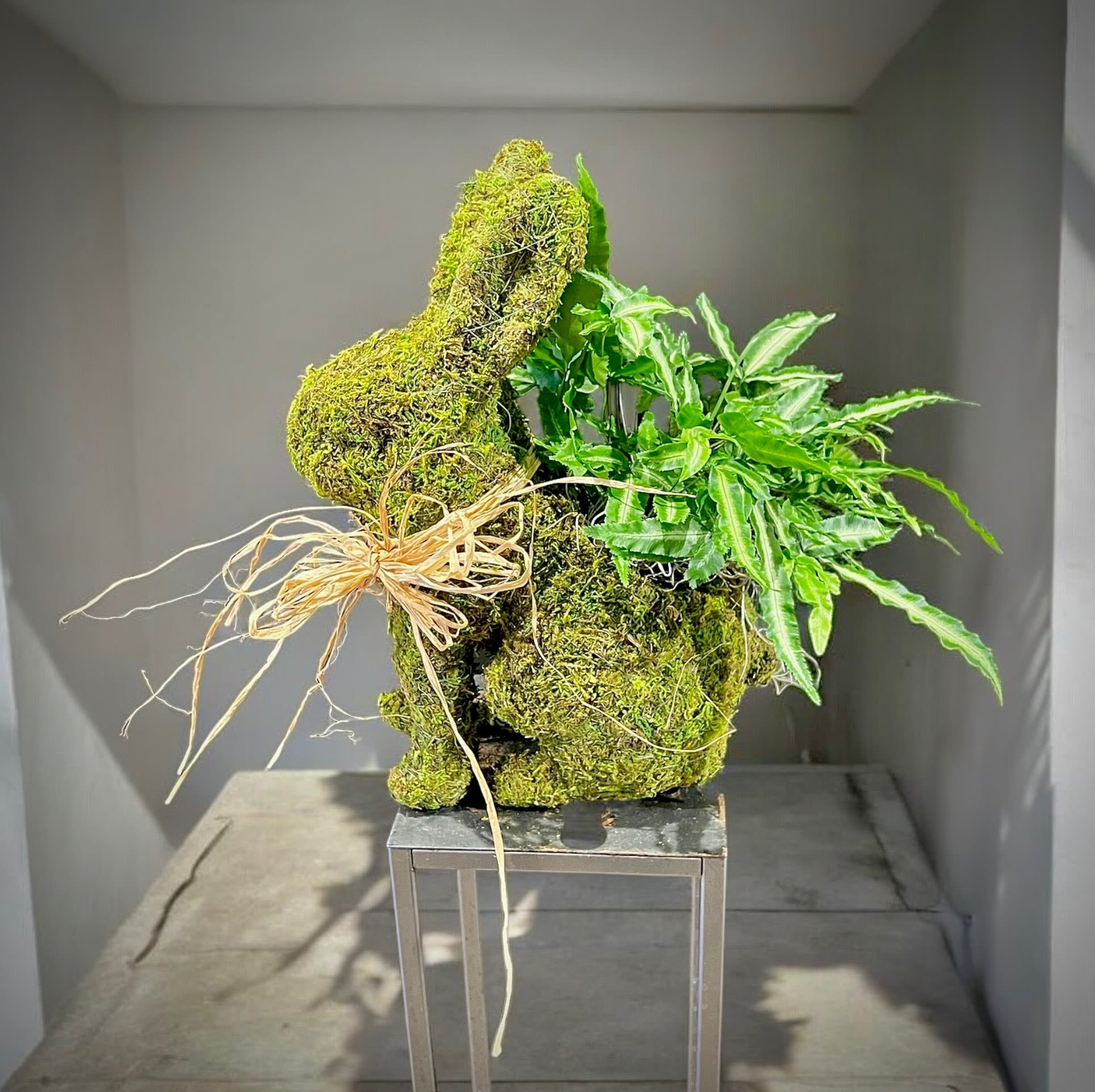 Moss bunny with living fern - Nothing heralds the coming of Spring quite like a bunny! And this creation features a well crafted moss bunny topiary with a small opening on the back featuring a variety of green fern. (plants will vary depending on availability.  The bunny is approx 15x10x6 