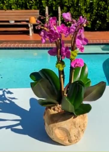 MINI ORCHIDS - Beautiful orchids in the color you prefer, ideal for decorating any space or surprising a loved one. The base varies according to the occasion and color preference of the client, and the color of the orchids too.