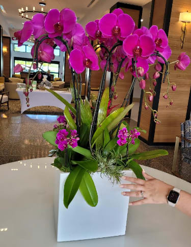 ORCHIDS - Beautiful orchids in the color you prefer, ideal for decorating any space or surprising a loved one. The base varies according to the occasion and color preference of the client, and the color of the orchids too.