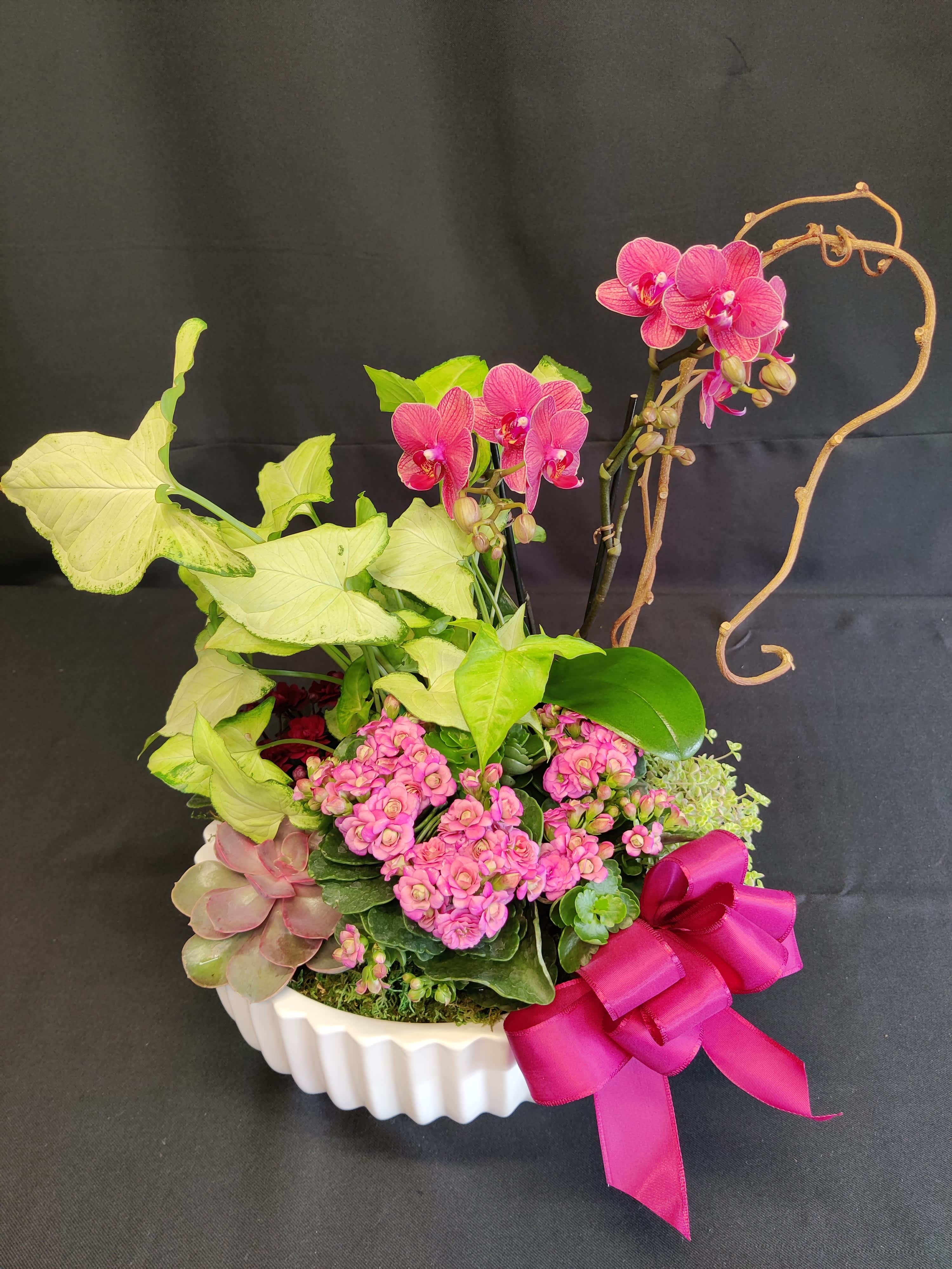 Modern succulent orchid planter - Variety of long lasting plants and rare succulents. Can be enjoyed indoors. Many of the individual plants can be planted in a garden for even longer lifetime. Plants and colors may vary. 