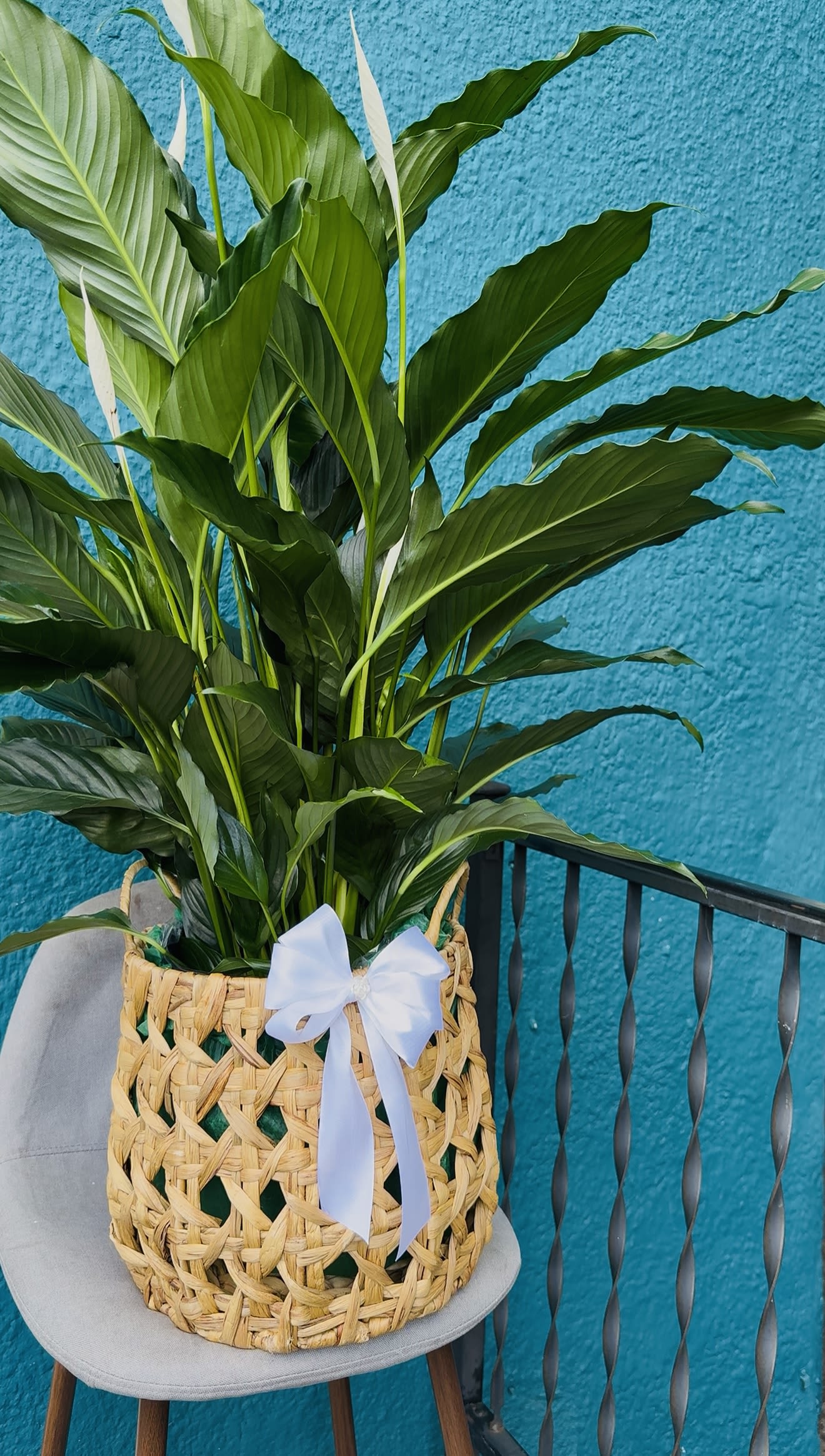 Peace Lily Plant for Sympathy - Plant 8in Peace Lily, Also known as the "peace lily," the serene Spathiphyllum plant is a lasting expression of your deepest sympathy. With glossy green leaves and fragrant white blooms. It makes a thoughtful and comforting gift when sent to a service or to the homes of family, friends and colleagues.