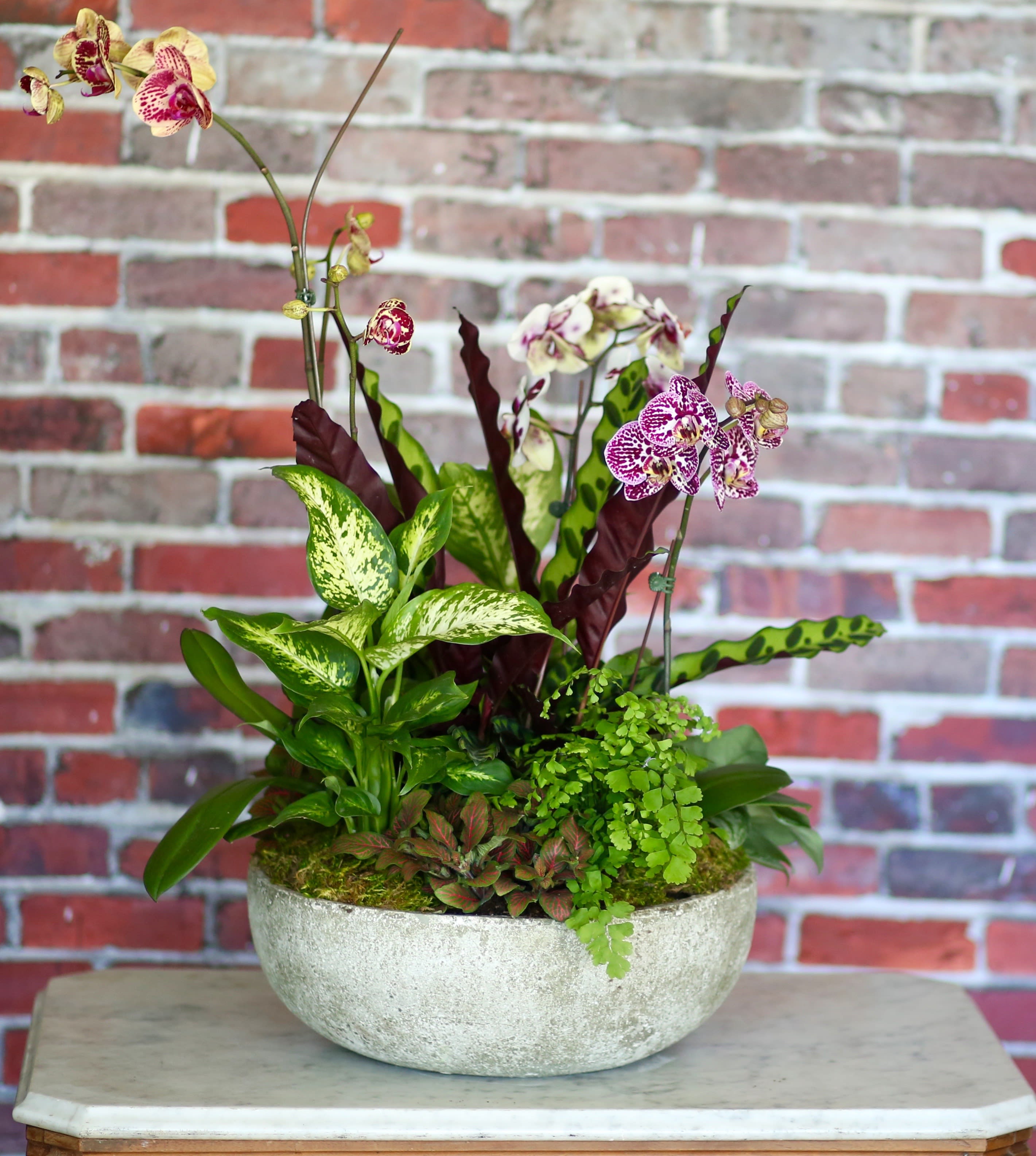 Botanics - Orchid Medley  - Sustainable botanical artistry.  The perfect statement piece for your home or office.  A striking arrangement of indoor plants and blooming orchids.  