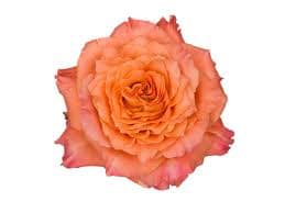 Free Spirit (24 Stems) Bunch - Free Spirit  bunch contains 24 stems of roses. These are grower bunches (stems are not cleaned) call us if you have any questions. 714-277-8077