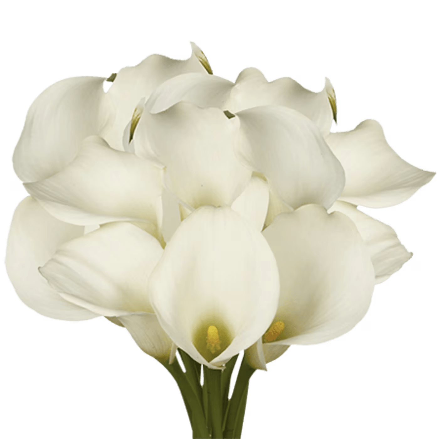 WHITE MINI CALLAS - 10 STEMS PER BUNCH  FOR BULK ORDER PLEASE CALL US A CALL FIRST FOR AVAILABILITY WE HIGHLY RECOMMEND TO PLACE BULK ORDERS WITH 1 DAY IN ADVANCE