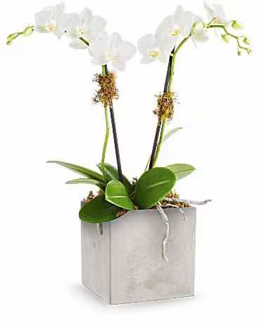 Teleflora's Orchid Artistry - Brighten their day with the Orchid Artistry, showcasing a stunning orchid plant elegantly presented in the sleek concrete-inspired Modern Paradise vase. The Orchid Artistry features a delicate miniature Phalaenopsis orchid, elegantly presented in the sleek concrete-inspired Modern Paradise vase. A timeless and sophisticated gift, it brings natural beauty and modern charm to any space.