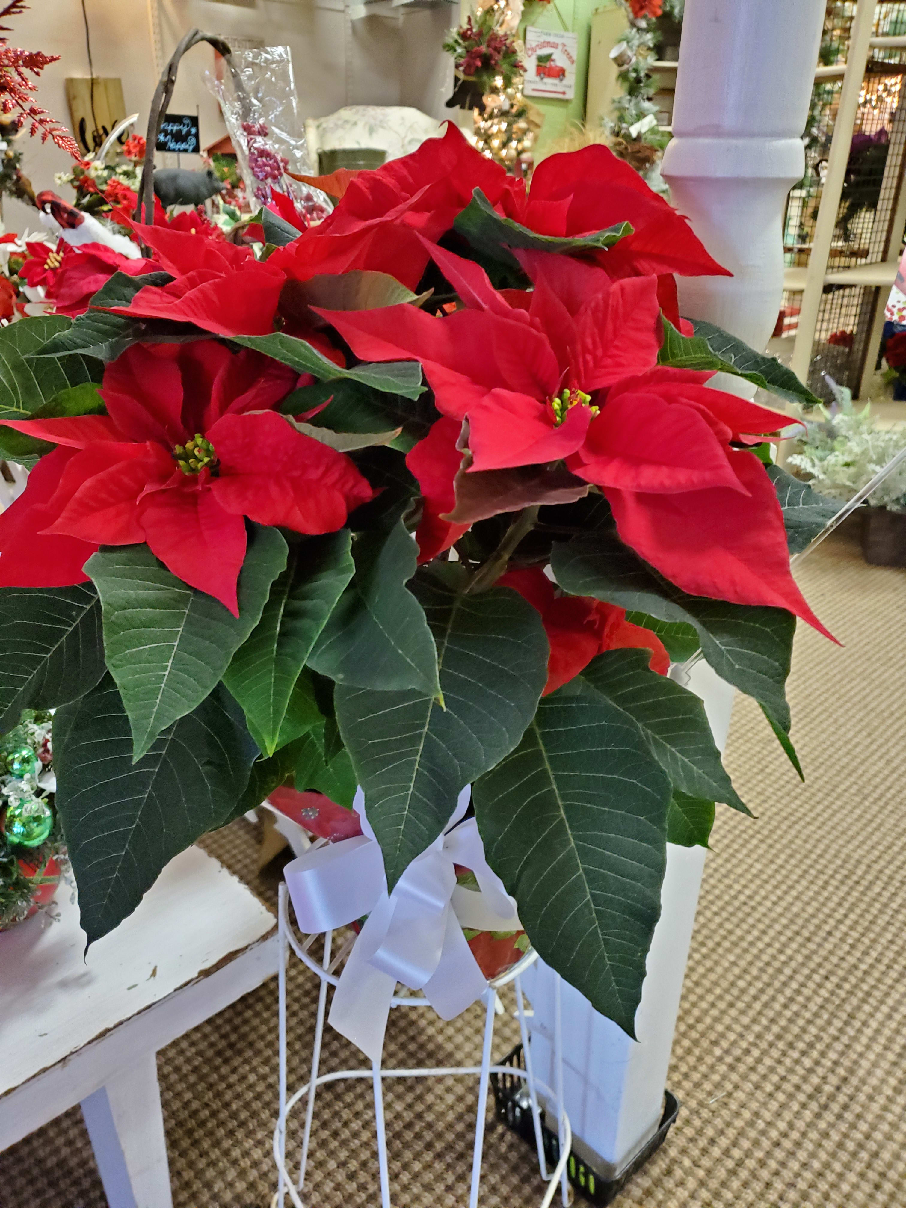 Poinsetta - Poinsetta in 6" or 8" pot Specify red or white in special request option on web orders