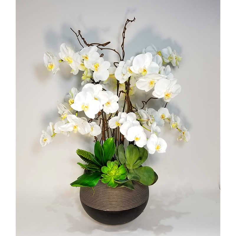 Juno Goddess (6) - Phalaenopsis Orchids 