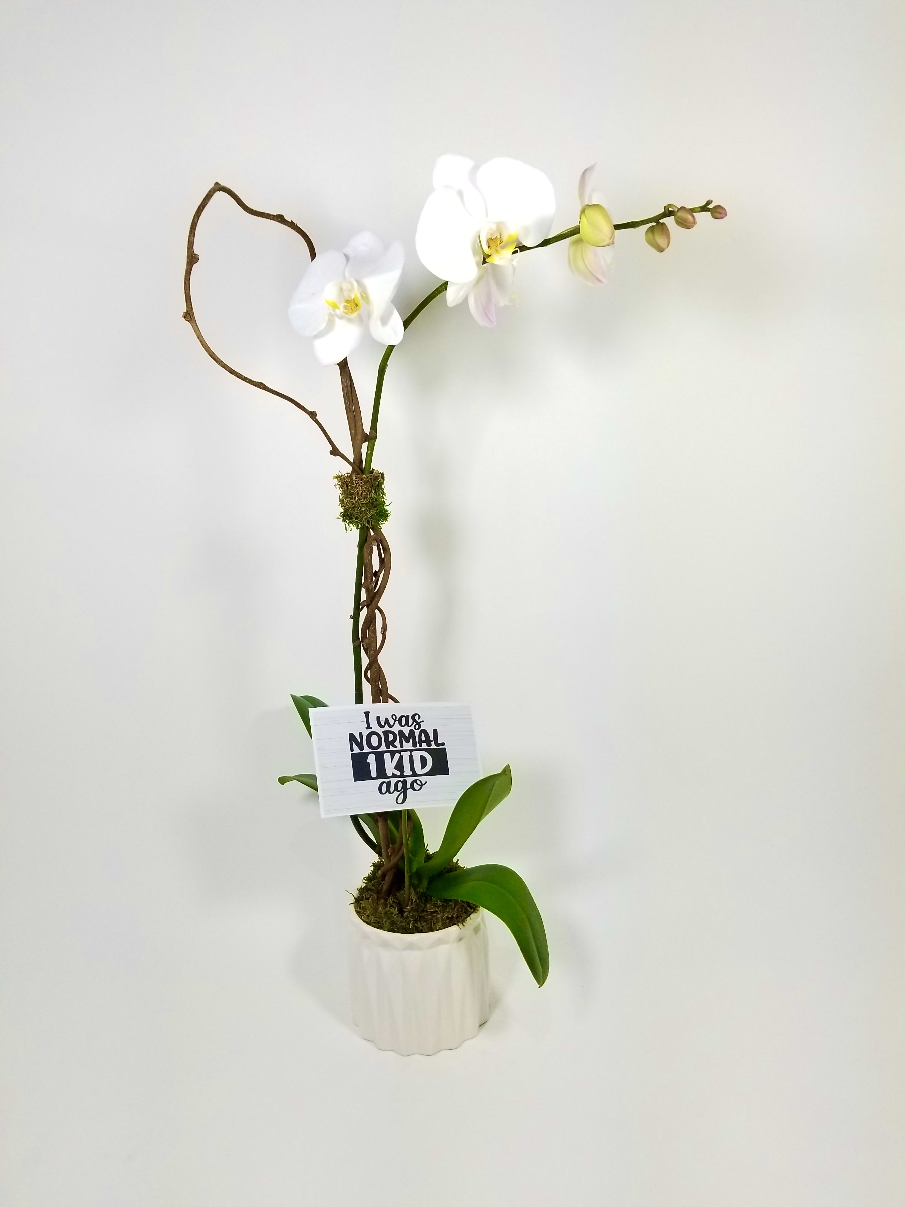 I was normal one kid ago - One White Single Orchid Stand in a White Vase With Branches and Moss. 