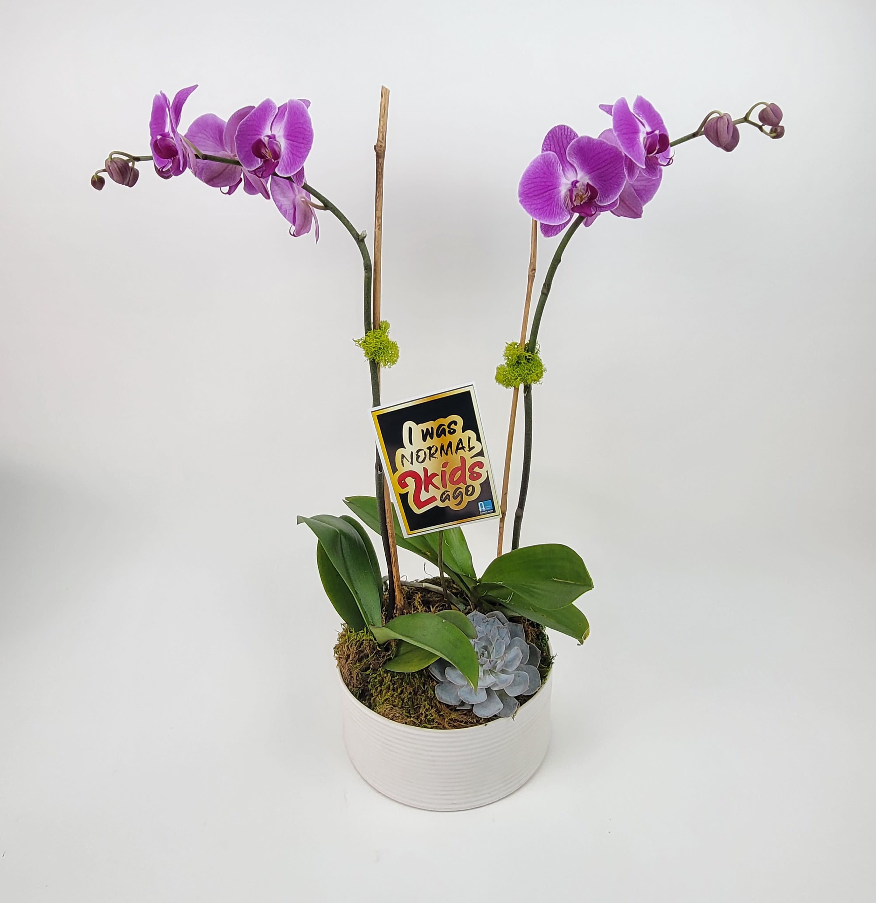 I was normal two kids ago  - Two White Phaleanopsis Orchid Plants in a White Vase with Branches, and Moss. 