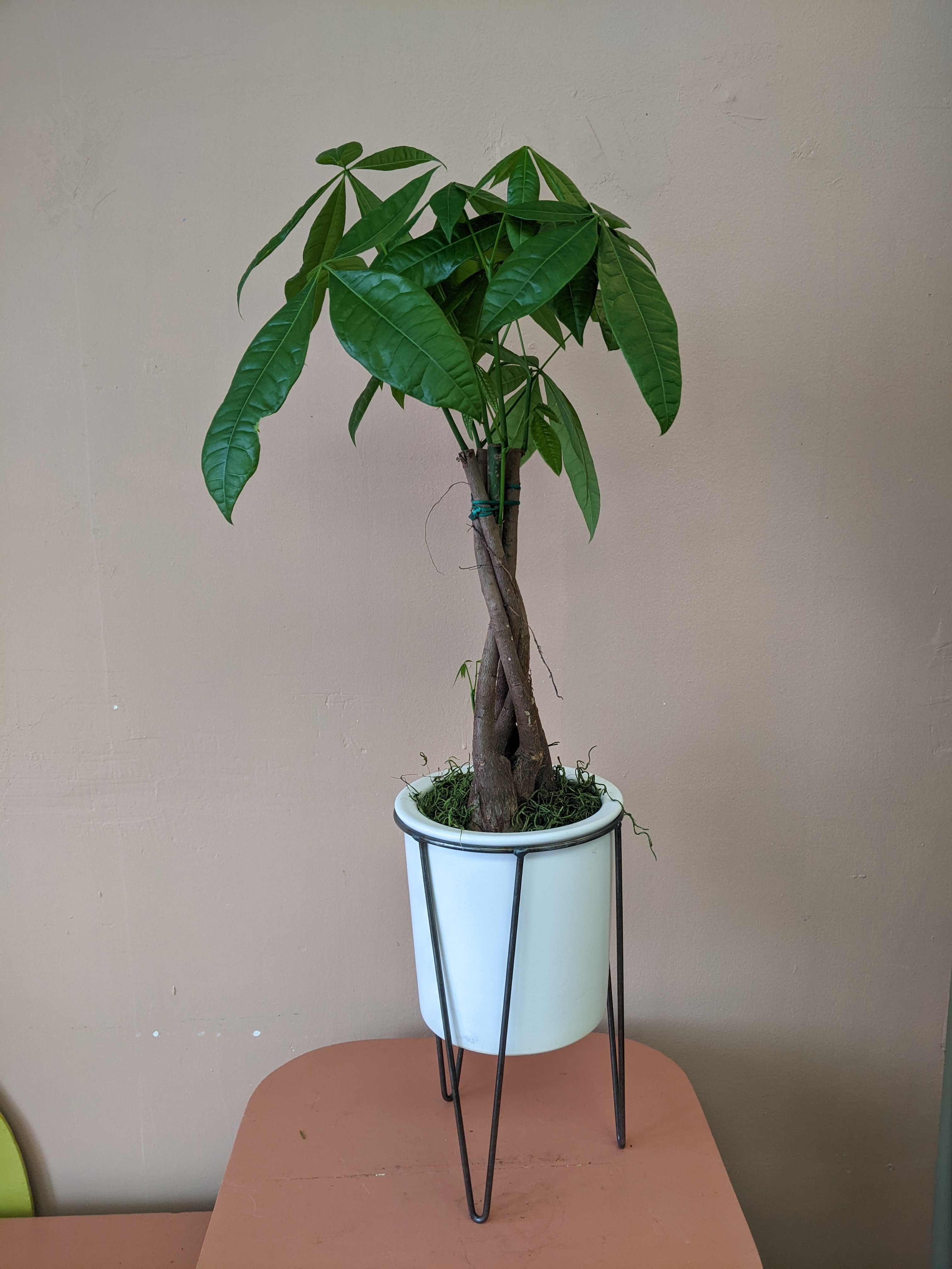 Money Tree - A popular indoor plant, the Money Tree, comes in a modern white ceramic planter on a black iron holder. The whole plant/planter measures to be about 29 inches tall and 7 inches wide.  CARE [Sunlight] Place in bright, indirect light away from vents and drafty areas.  [Water] Water thoroughly, but allow the soil to dry down between waterings. 