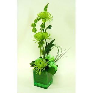 Green Spider Mum Cube Arrangement - Youthful Green arrangement in a cube with Spider Mum and Bells of Ireland.