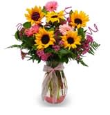 Sweetest Sunrise  - Sunflowers and Gerbera Daisies standing tall in a complementing urn vase. Vase may vary, no curly picks.  