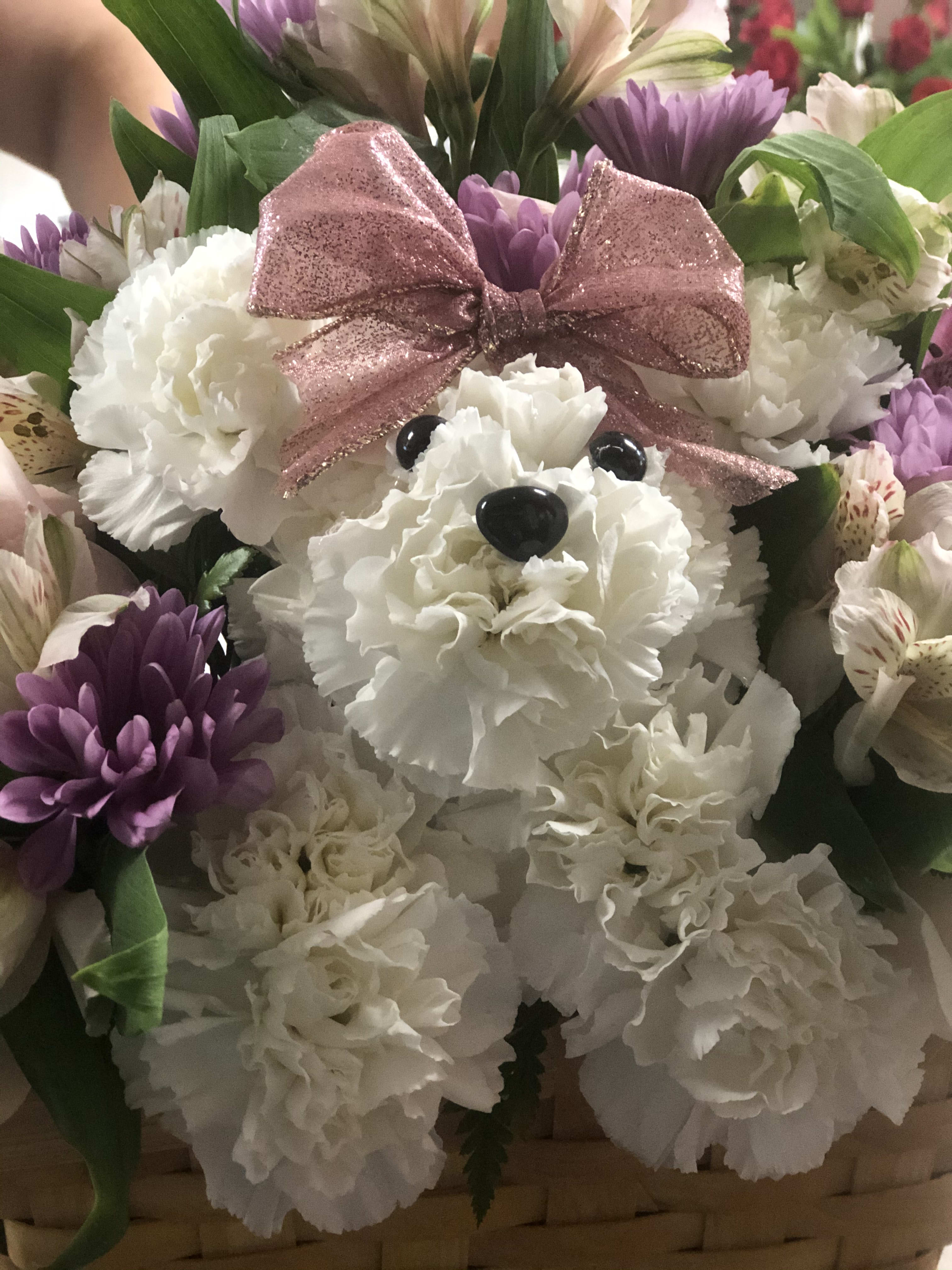 Sweet baby dog - Carnation