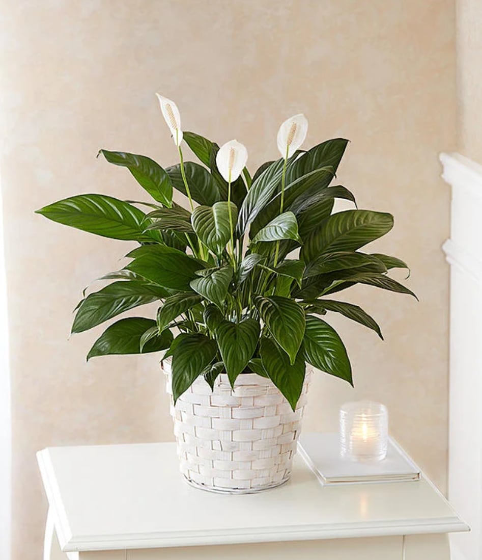 peace lily - easily cared for