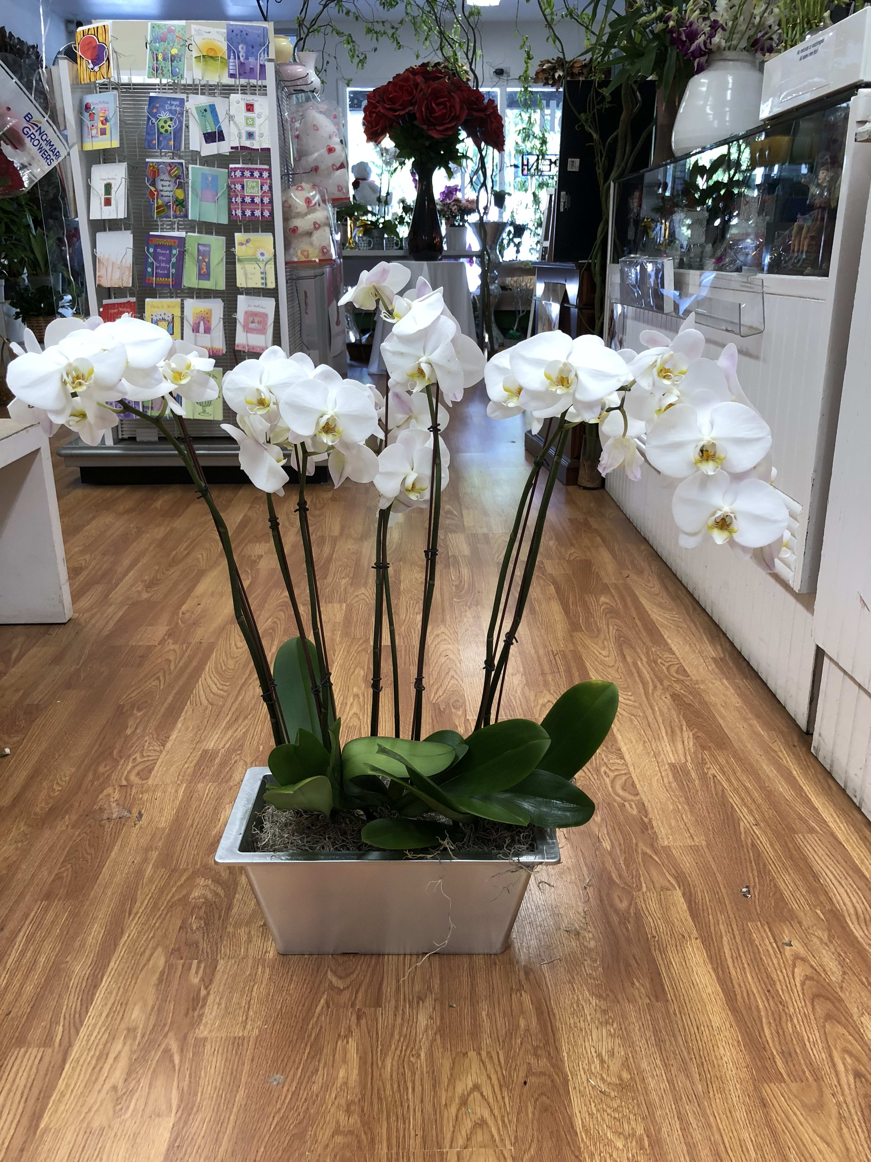 White orquids - Colors available purple white