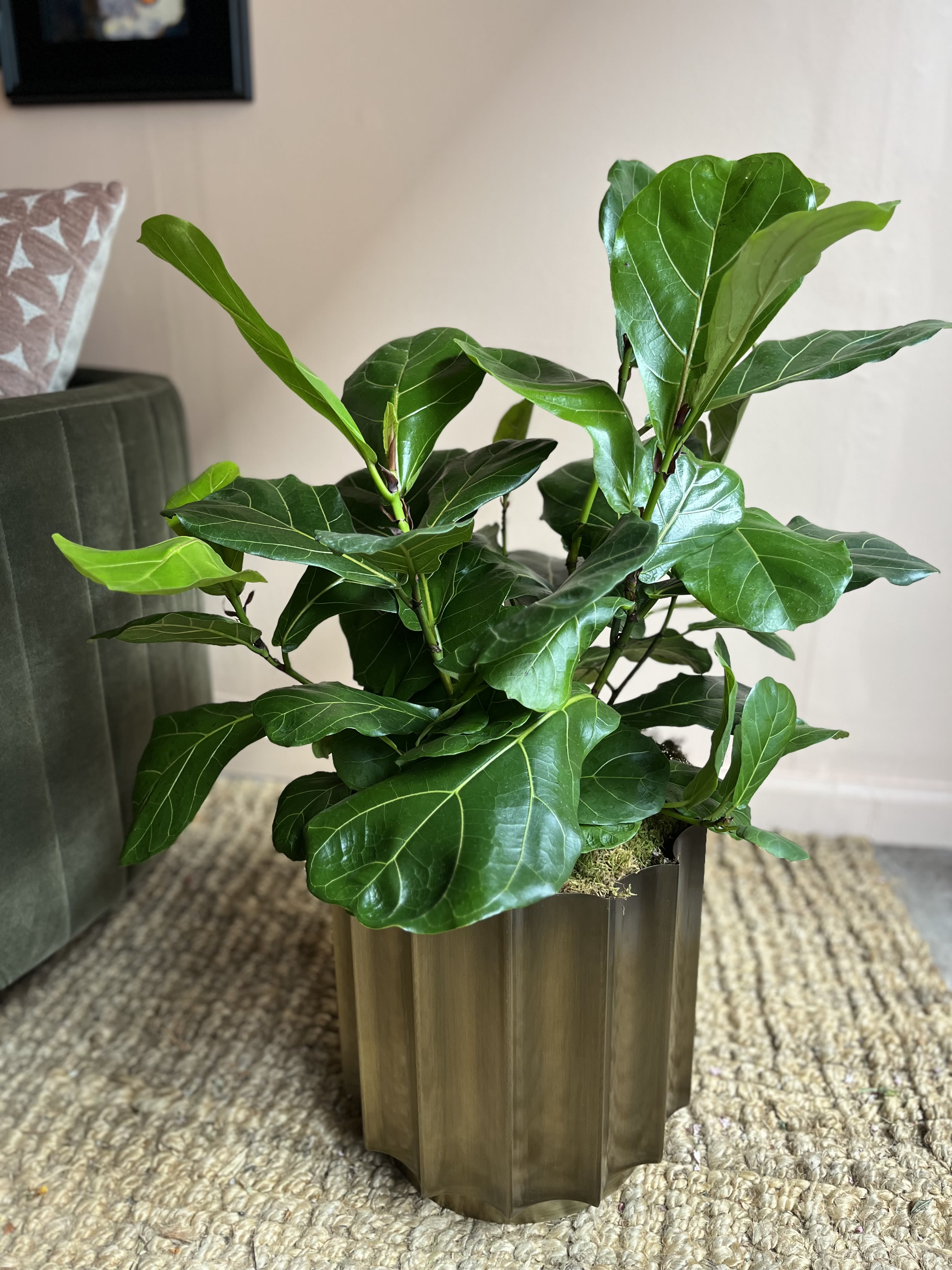 Fiddle Leaf Fig  - Full Fiddle Leaf Fig plant in stunning gold container. Measures 30 inches tall with container. Perfect gift for someones home or office. This plant is truly a crowd favorite! 