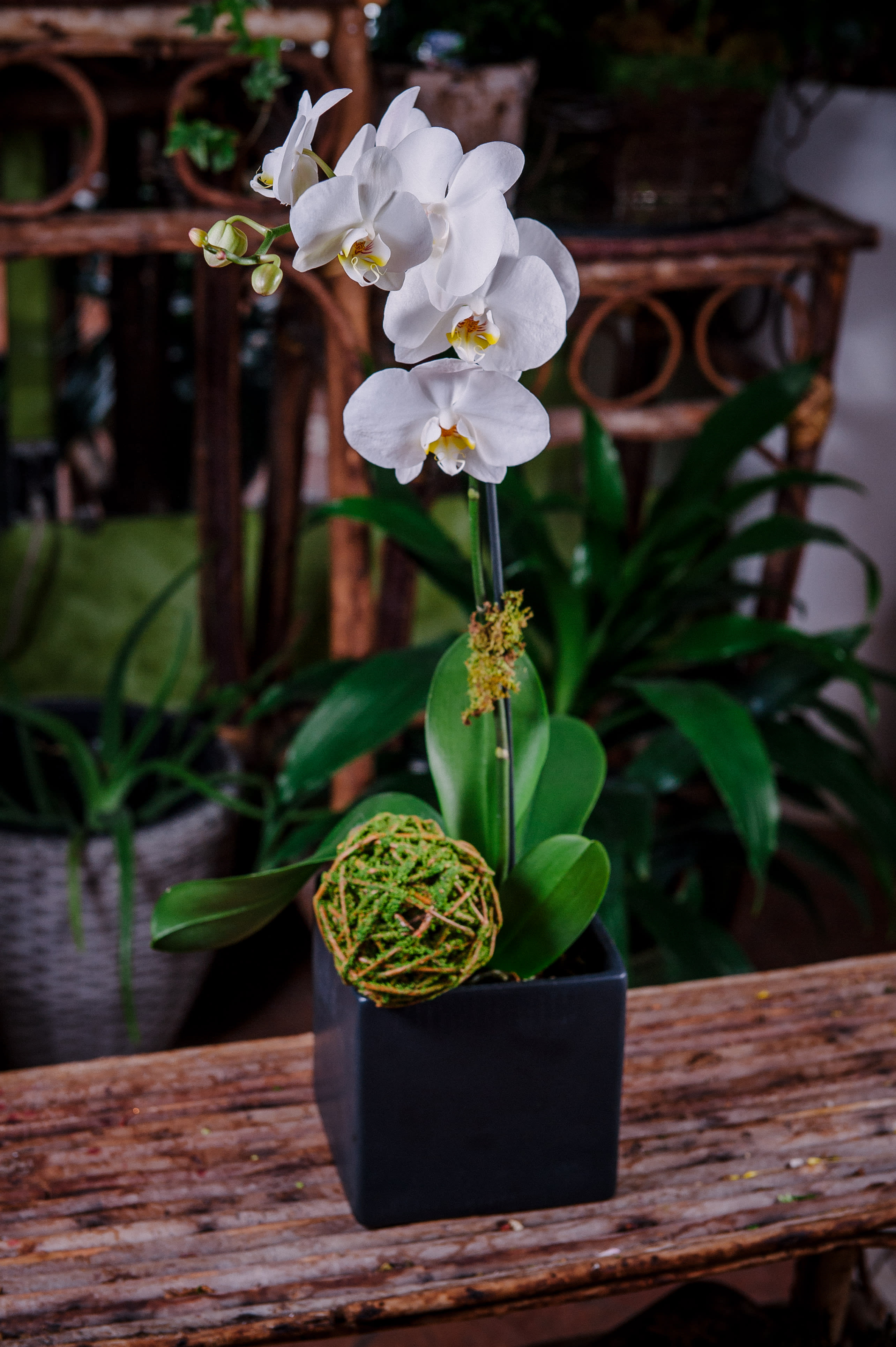 Contemporary Orchid - white phalaenopsis orchid