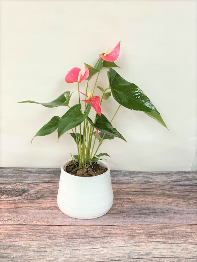 Anthurium - This exotic houseplant has glossy, heart-shaped leaves with vibrant, heart-shaped blooms.  Dressed in a modern, clean pot, this is a beautiful gift. A well lit location is best for the anthurium, but not direct sunlight.  